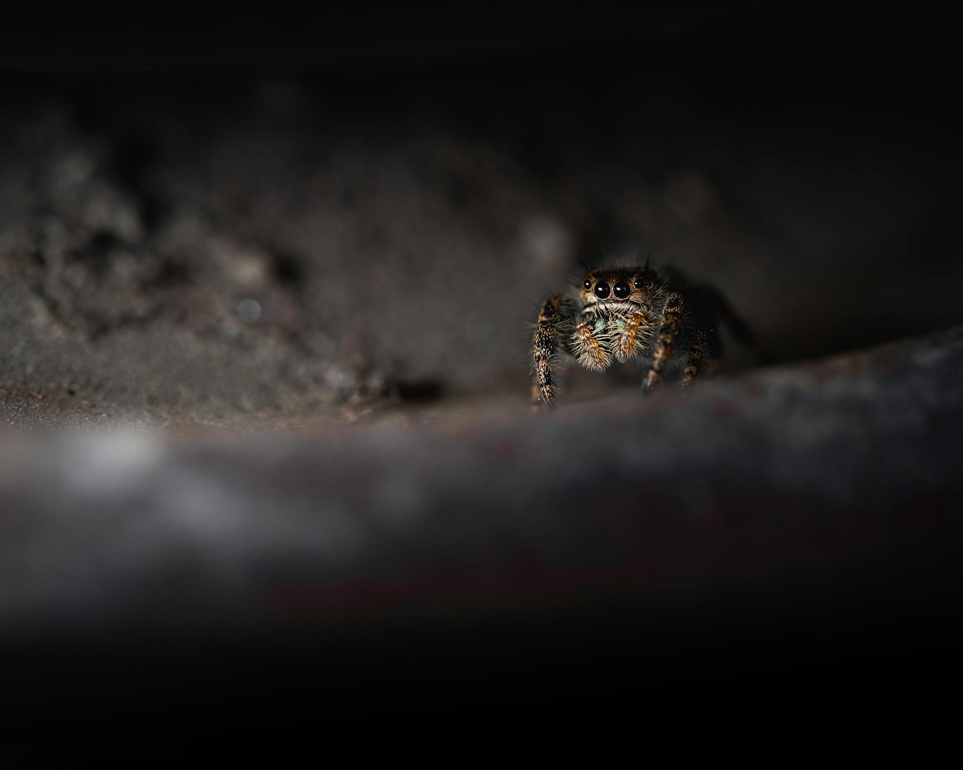 Closeup of a Spider Walking in the Dark