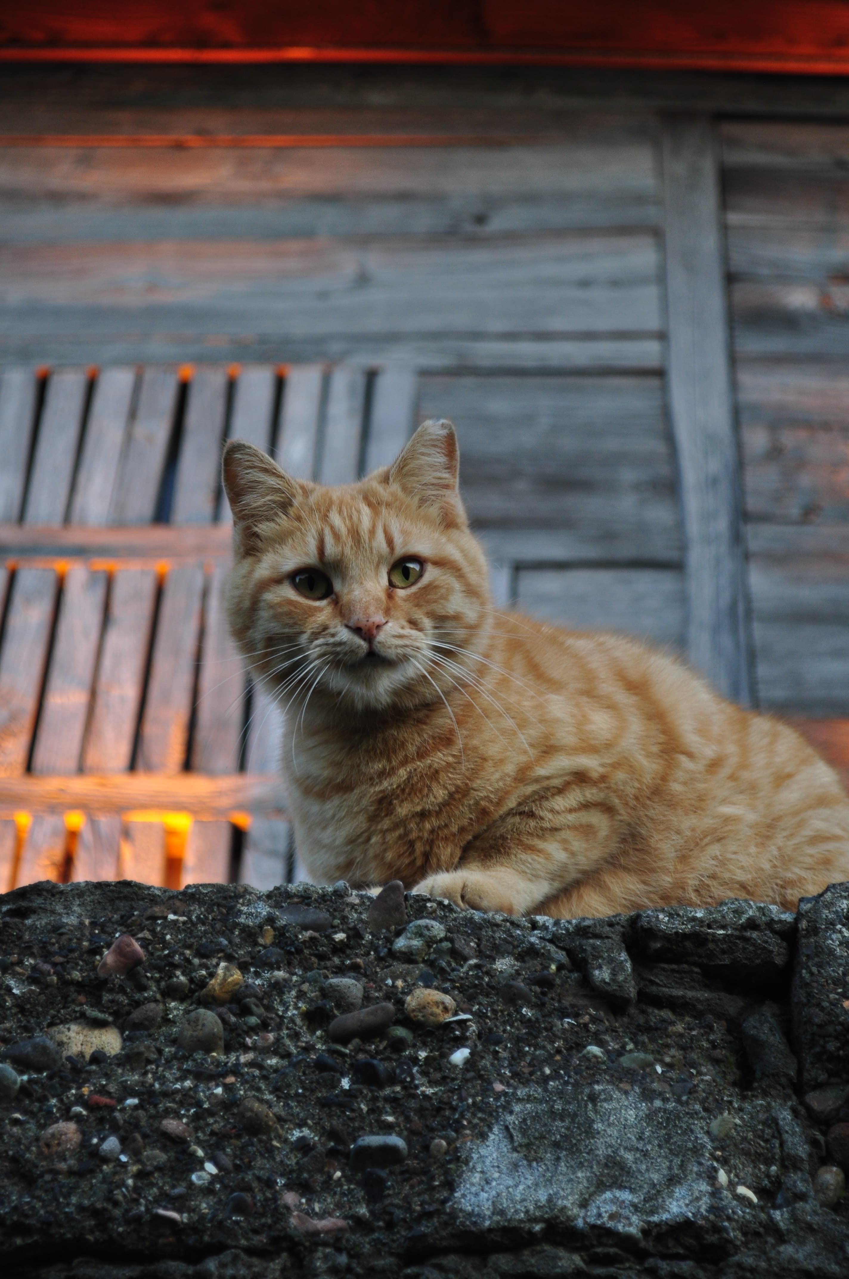 Cute ginger cat sitting on stone wall against aged wooden house at dusk.