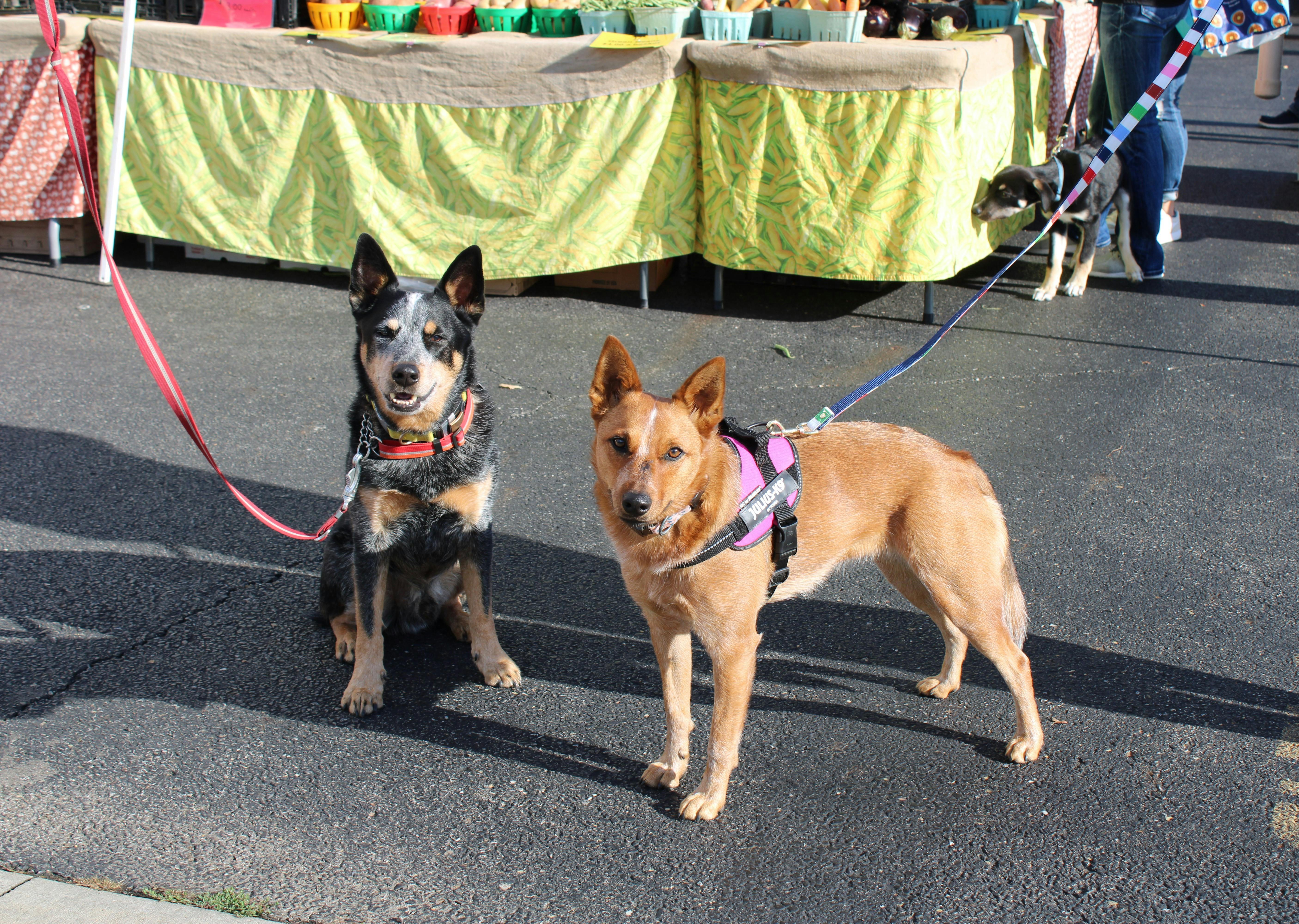 Two Beautiful Dogs On Leashes