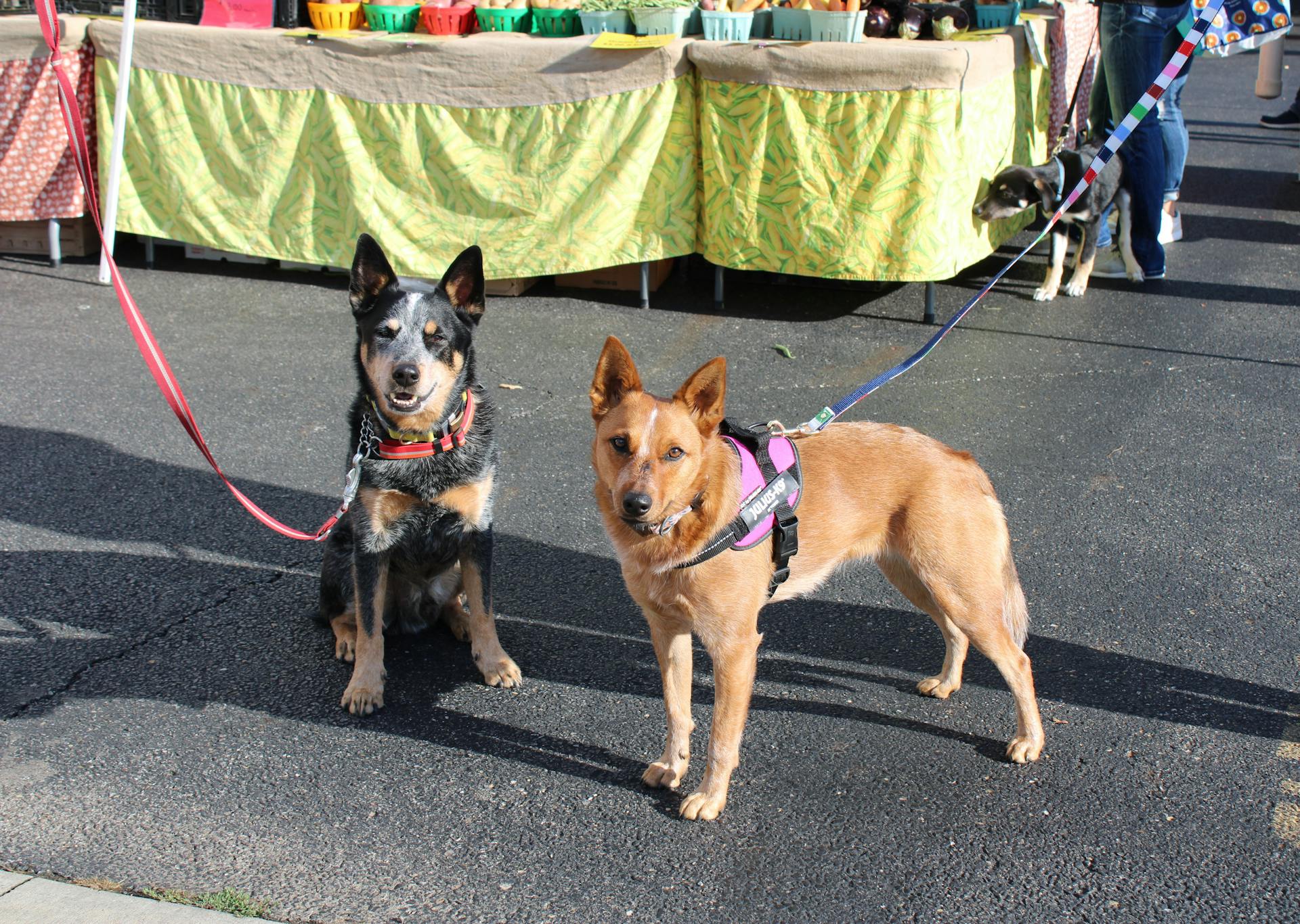 Deux beaux chiens en laisse