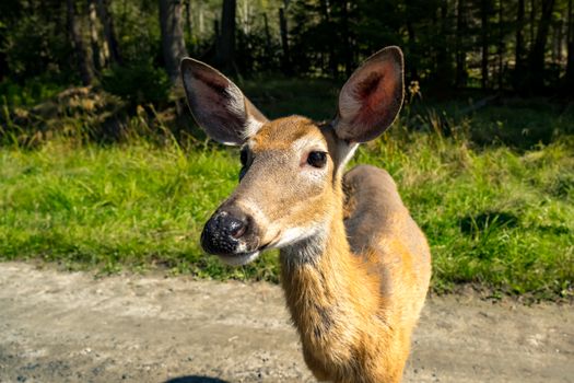 Friendly deer in a natural setting at Montebello Park, showcasing wildlife beauty.