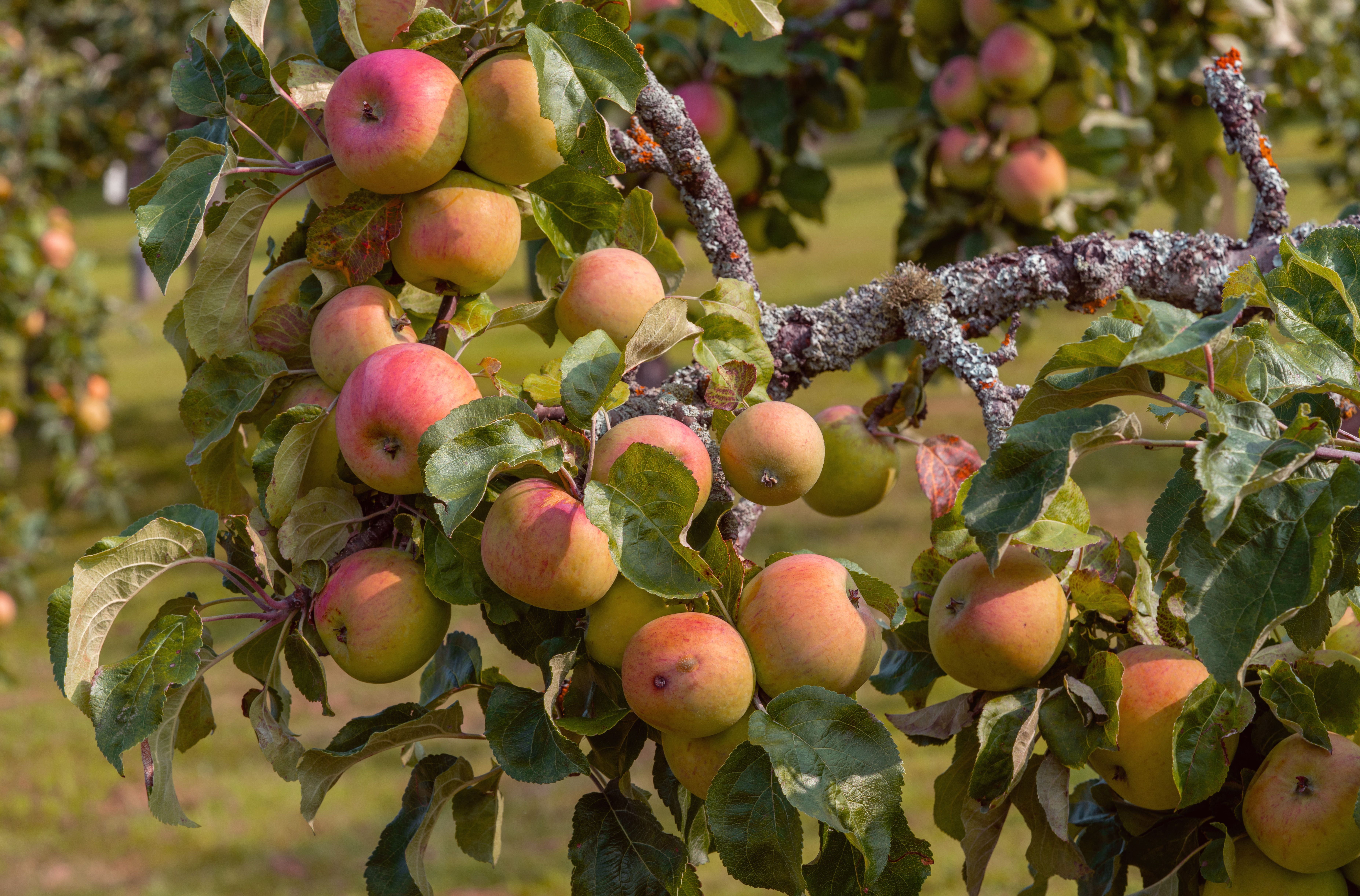 Gros plan sur des pommes mûres suspendues à une branche d'arbre dans un verger pendant l'automne.