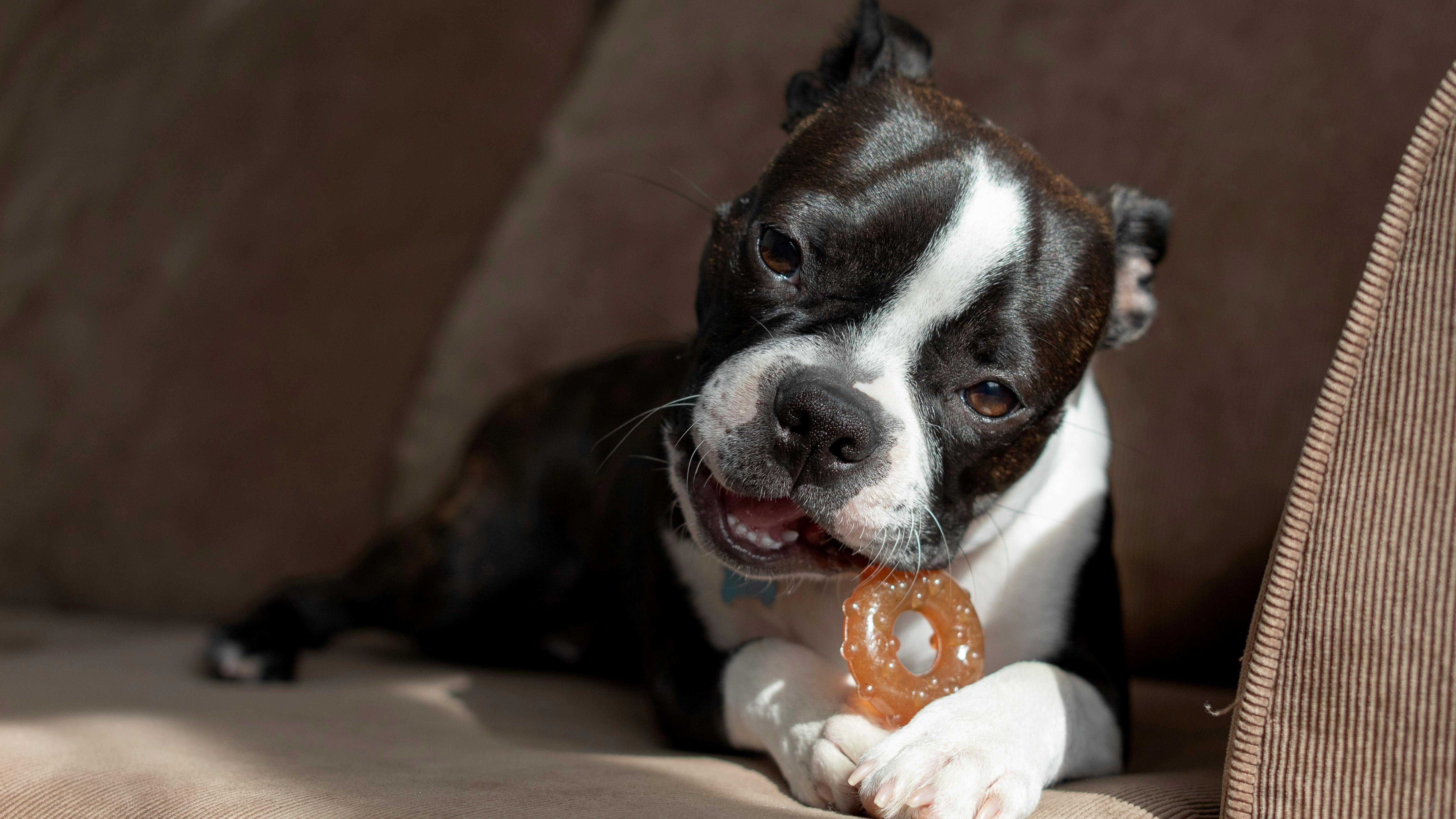 boston terrier puppy