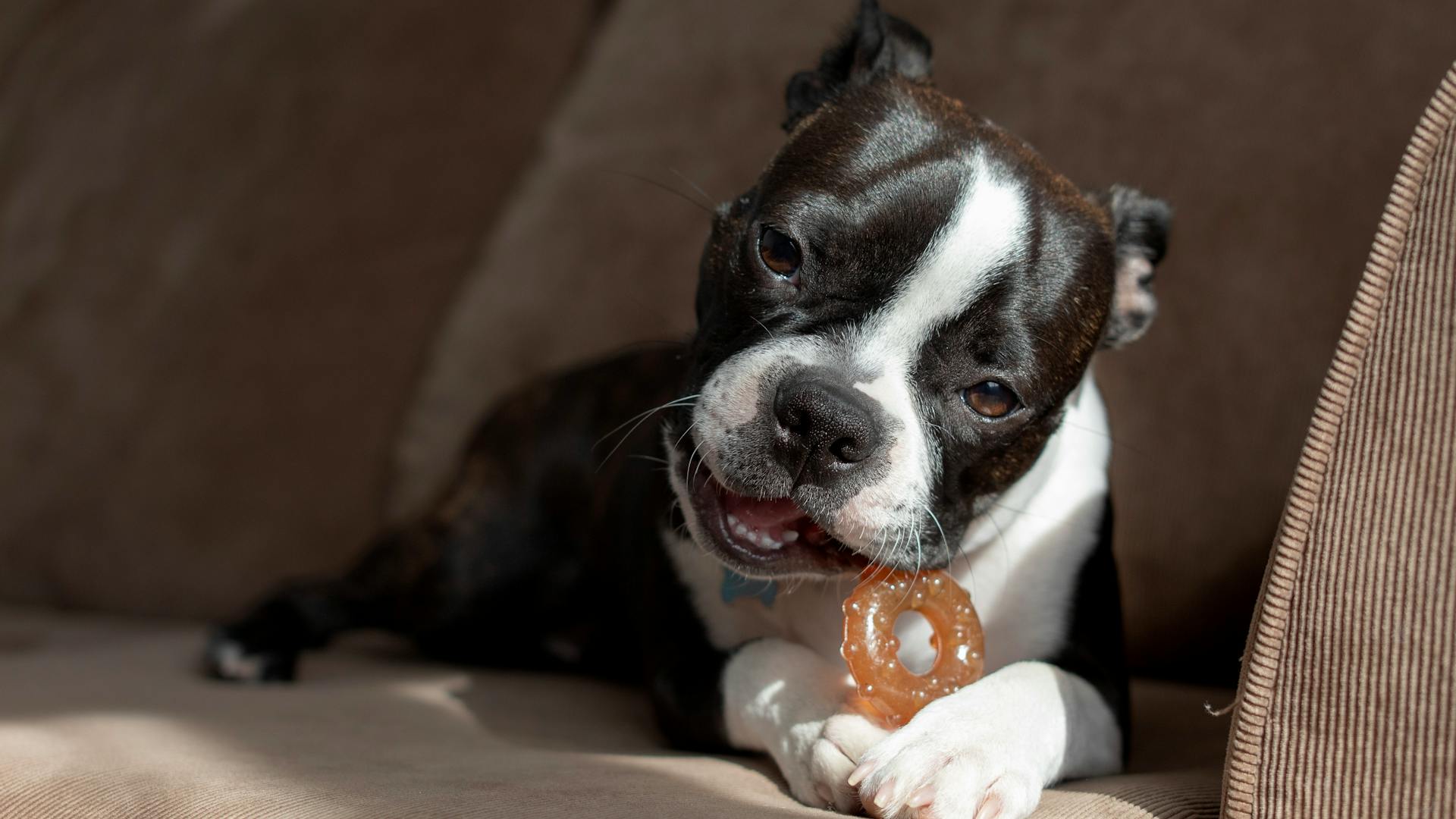 Boston Terrier puppy