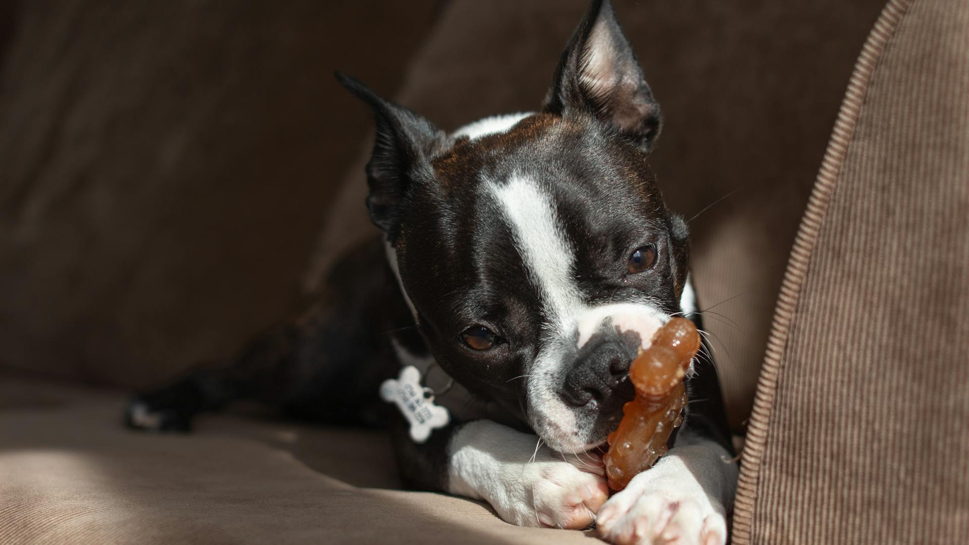 A Dog with a Toy