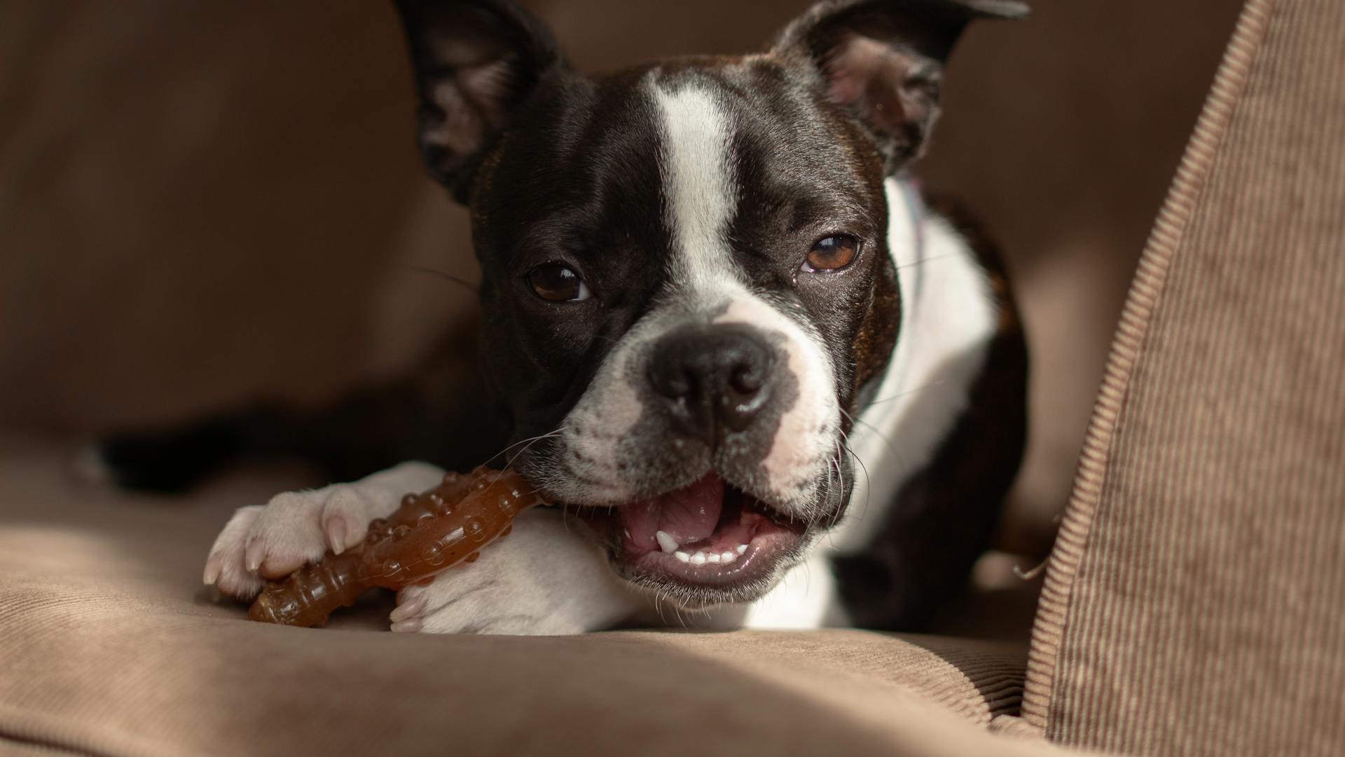 Portrait of a Boston Terrier Chewing a Toy