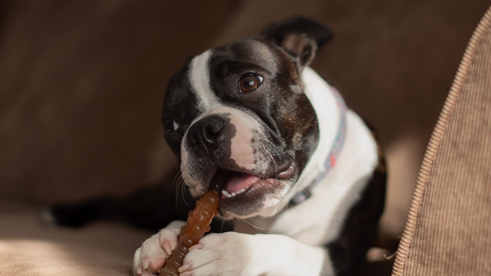A Boston Terrier puppy chews a brown toy with its small front teeth visible.