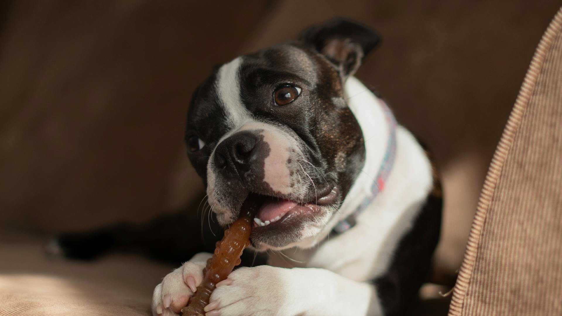 Portrait of a Boston Terrier Chewing a Toy