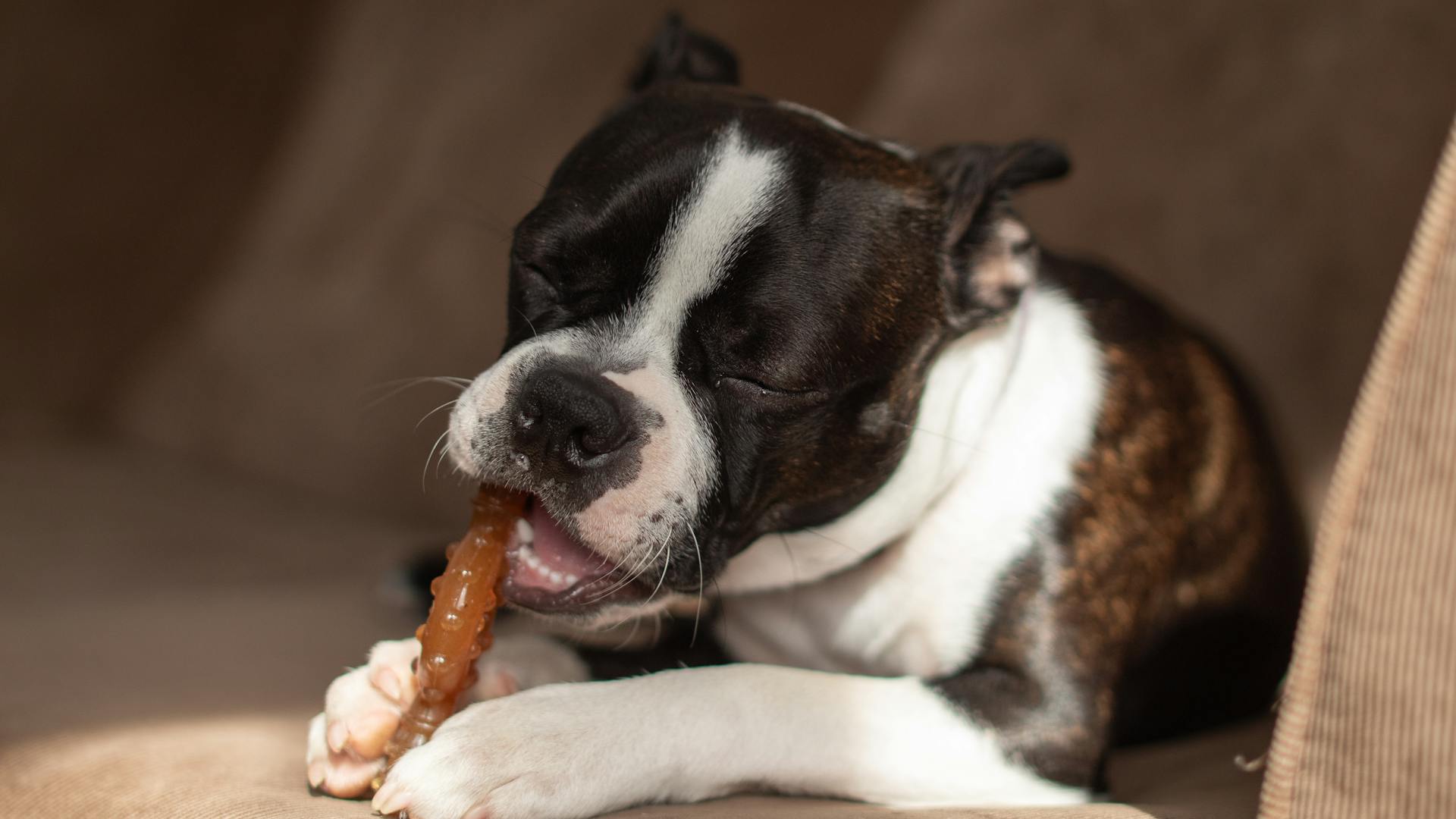 Boston terrier puppy