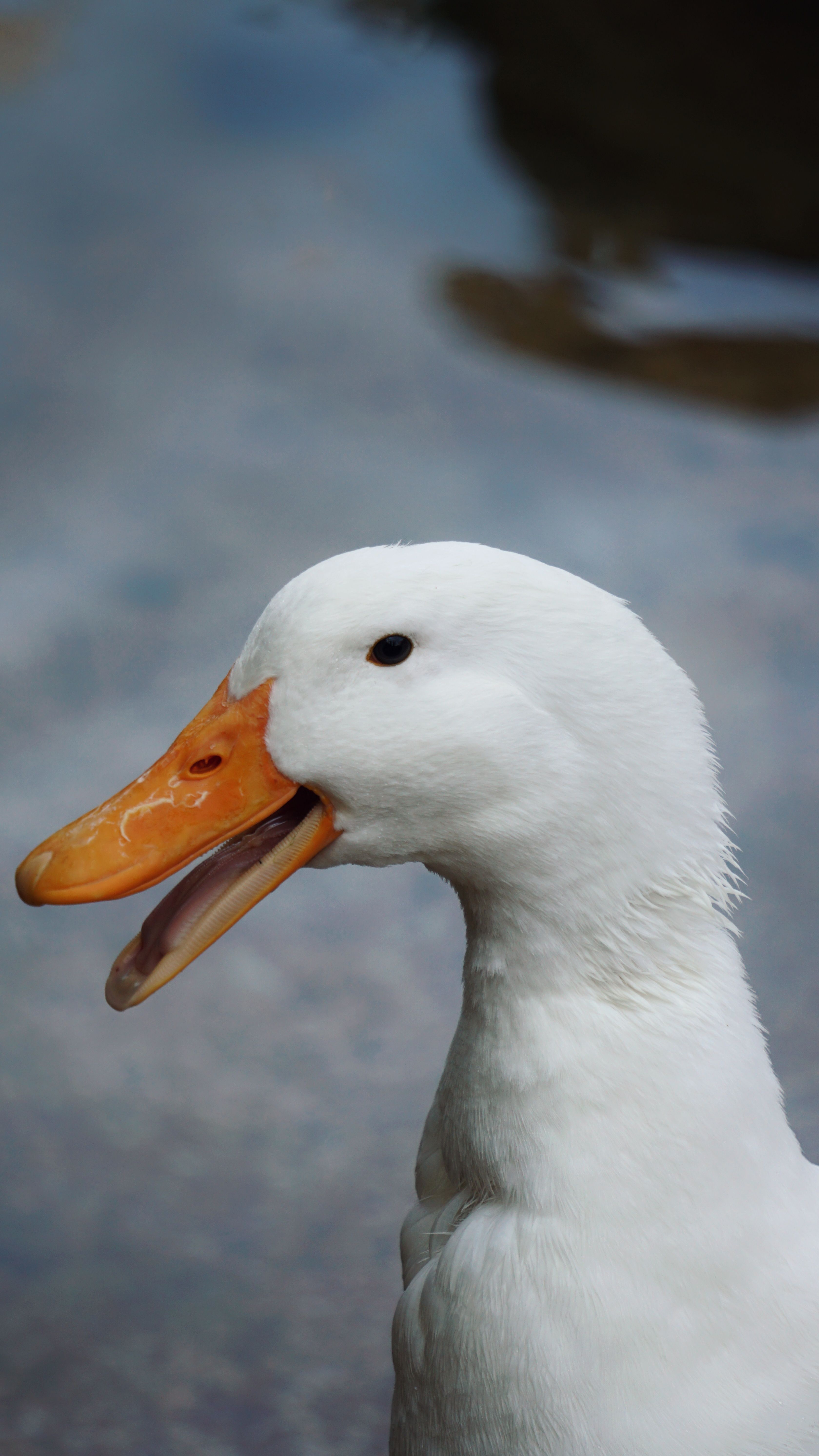 Duck with Open Beak · Free Stock Photo