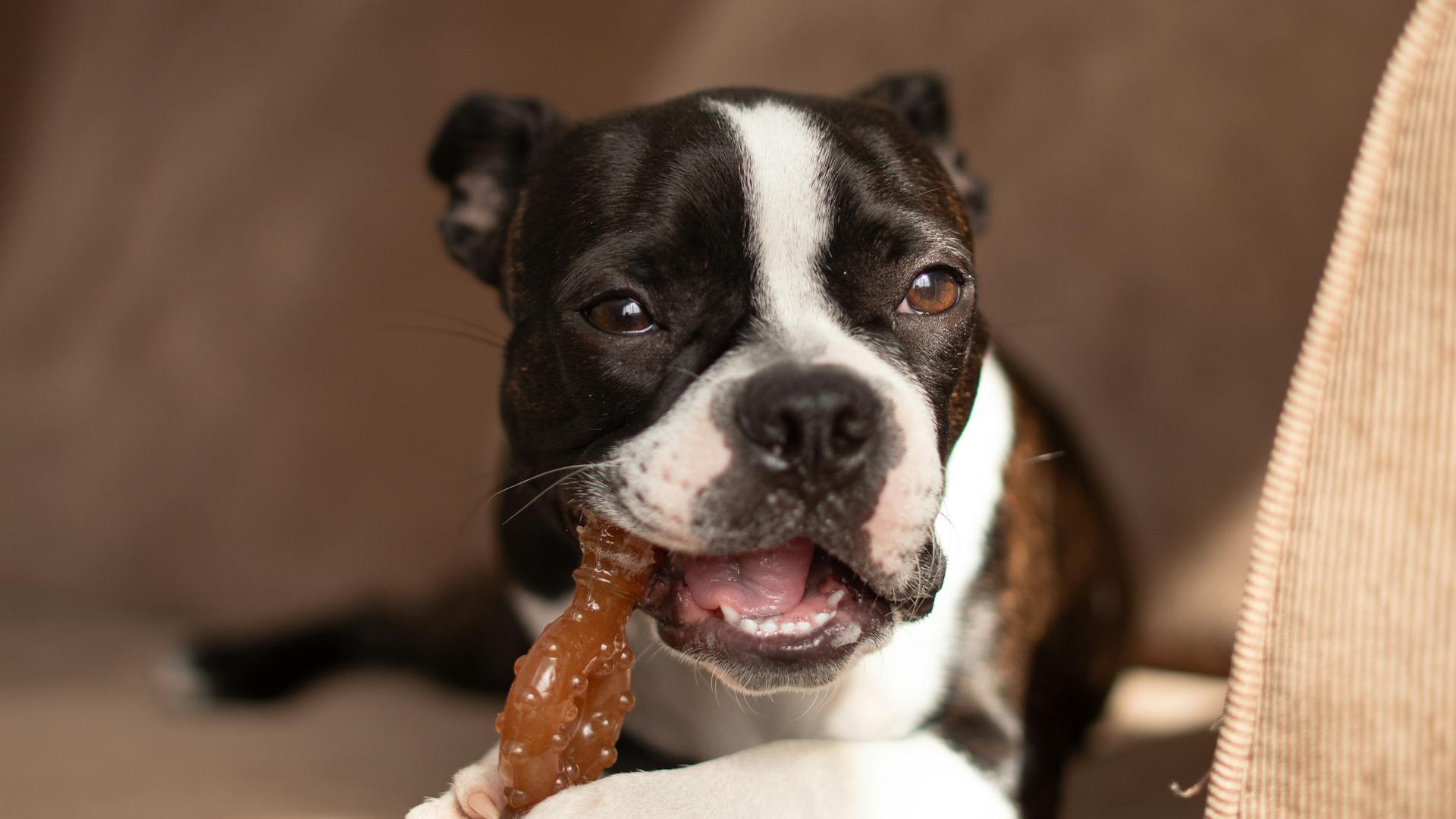 Boston terrier puppy