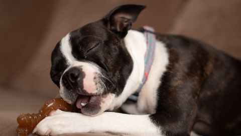 Puppy with a chew toy by Sean Brannon on Pexels