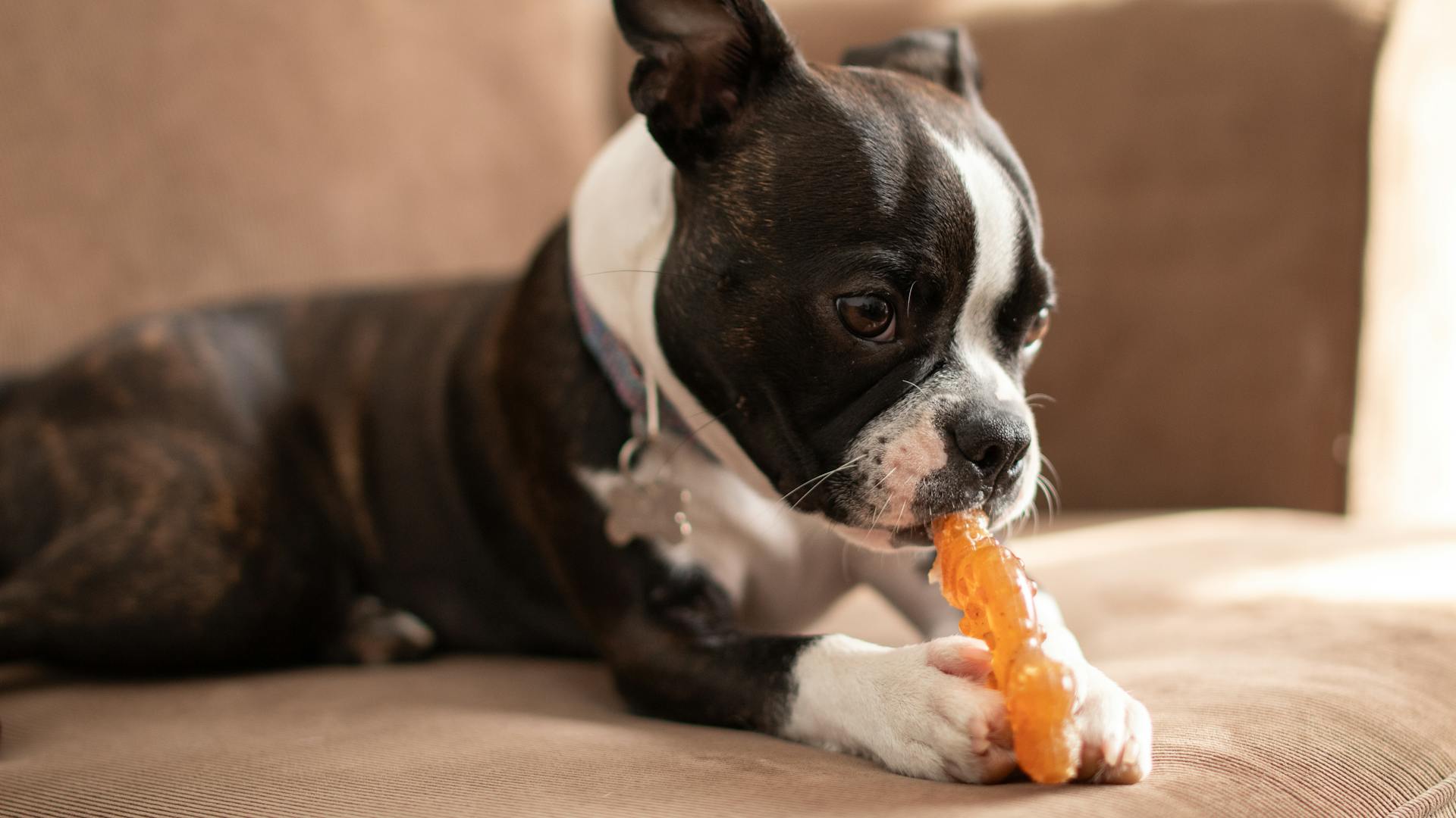 A Dog Lying with a Toy