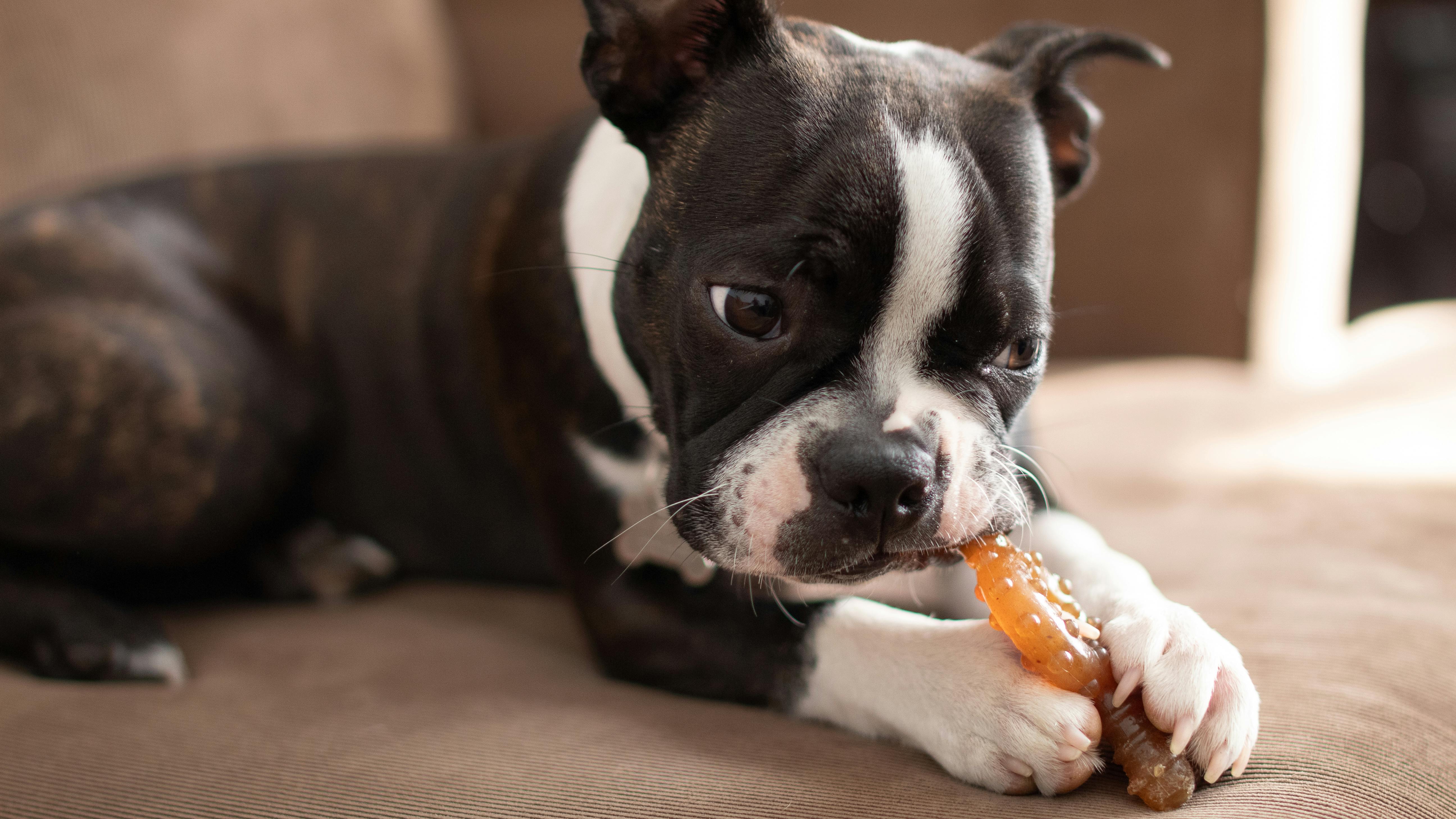 boston terrier puppy