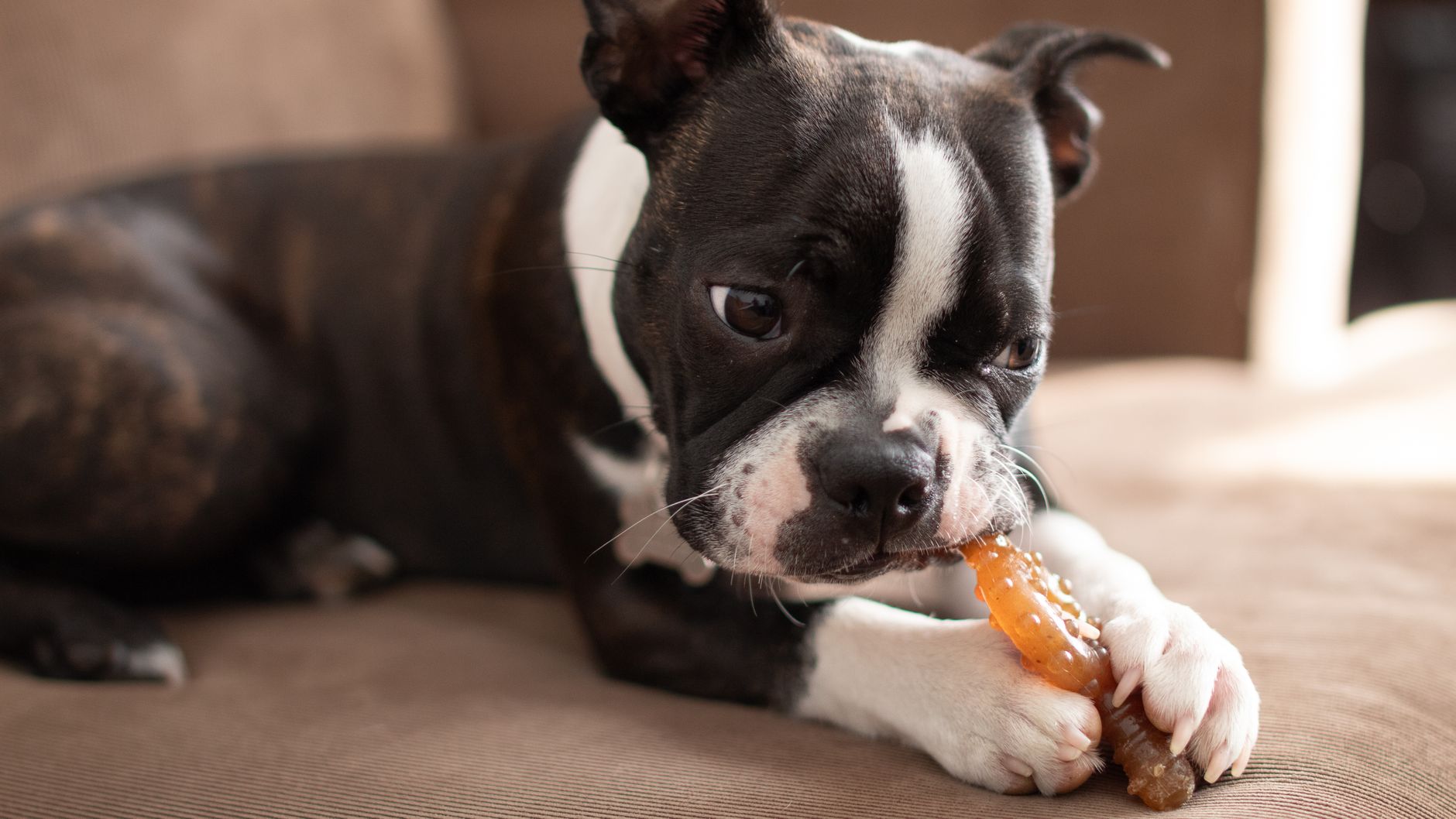 Happy dog with rabbit treat