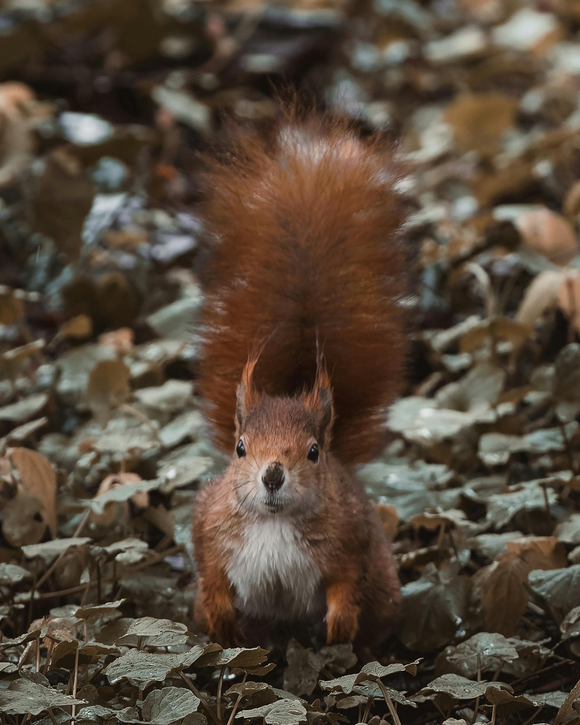 curious squirrel