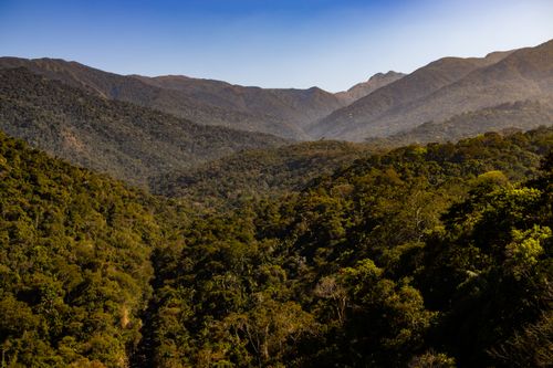 Free A vibrant forest stretches across a mountainous landscape under a clear sky. Stock Photo