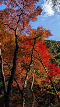 A scenic view of autumn leaves showcasing vibrant reds and oranges in Minoh Park, Osaka, Japan.