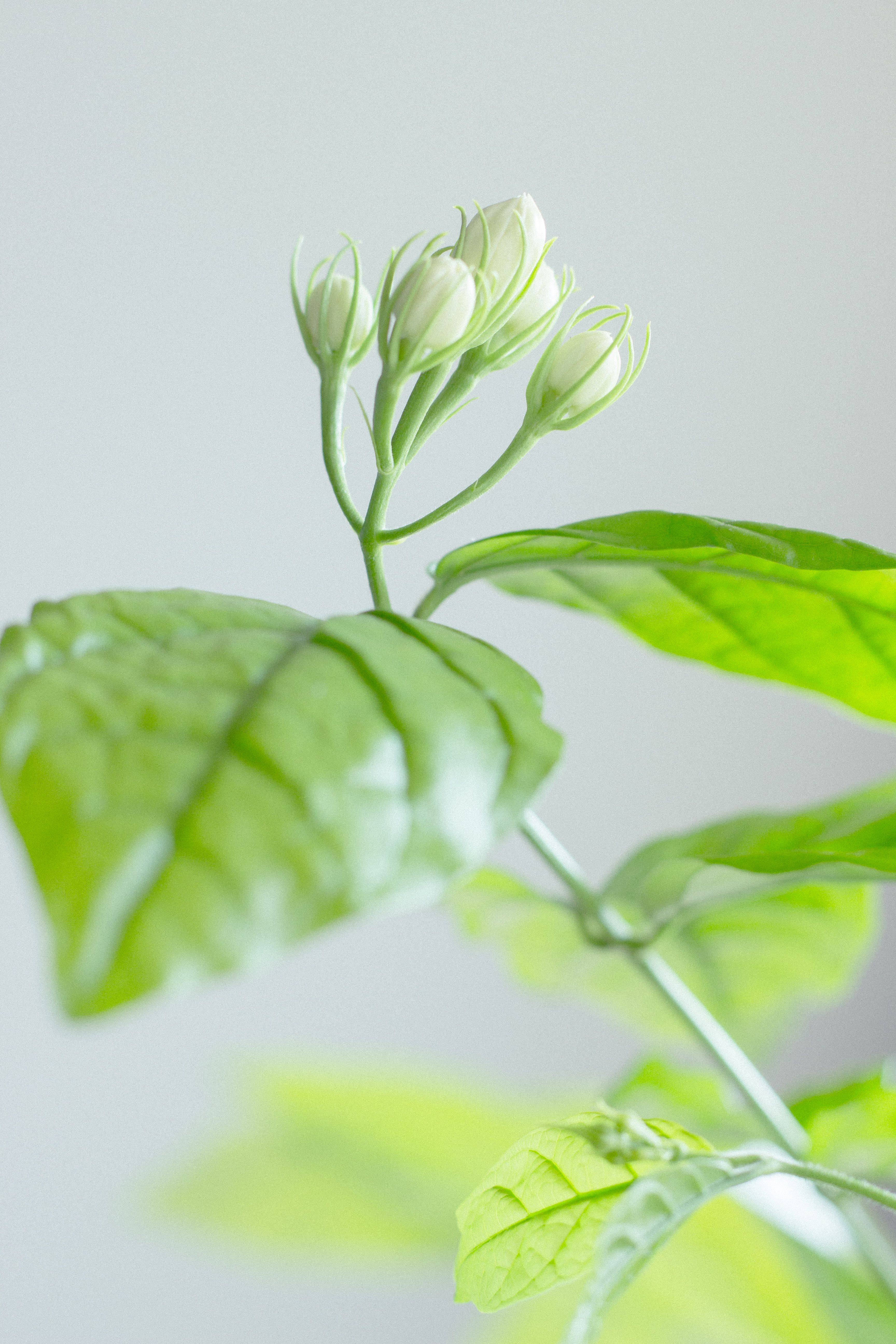 Soft focus image of budding flower with vibrant green leaves, symbolizing growth.