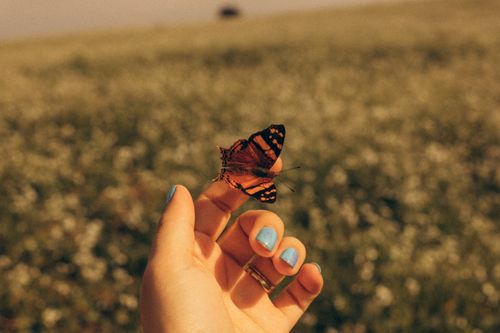 Free Hand with painted nails holding a butterfly in a sunny field. Stock Photo