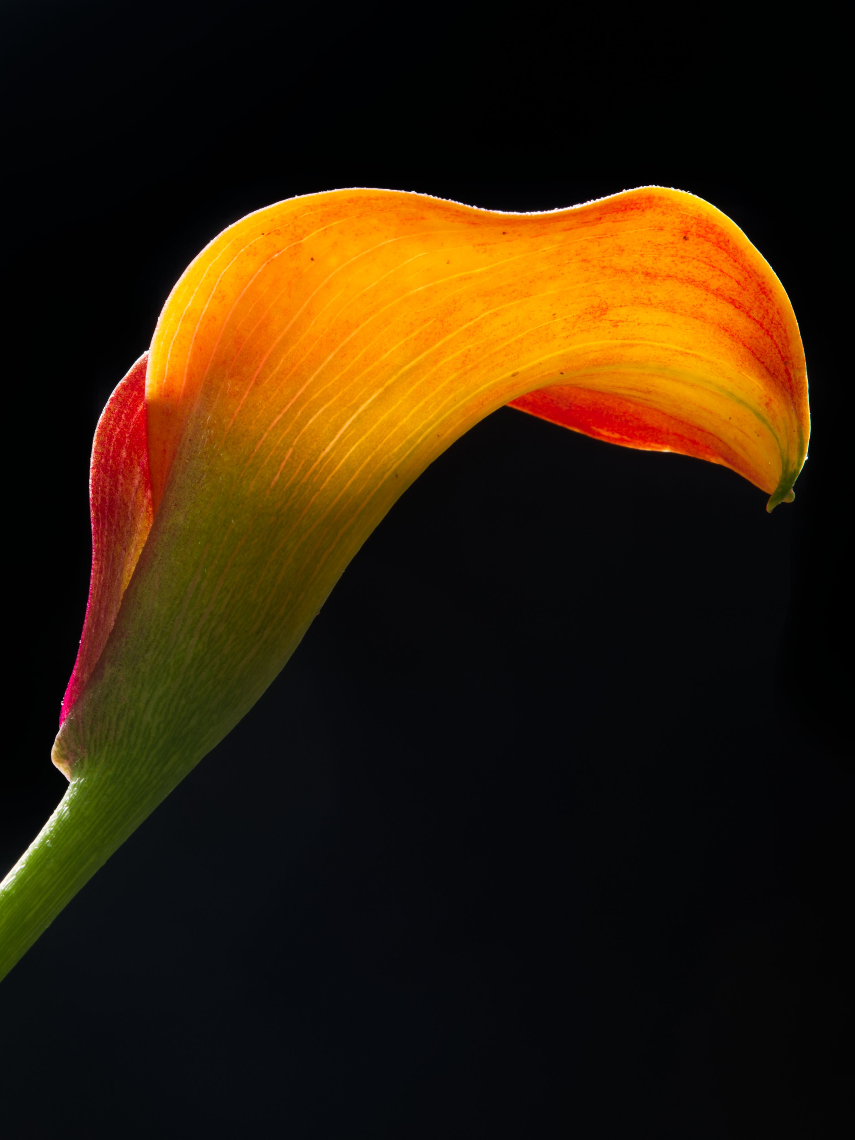 Closeup of a vibrant calla lily against a black backdrop, highlighting its elegant curves.