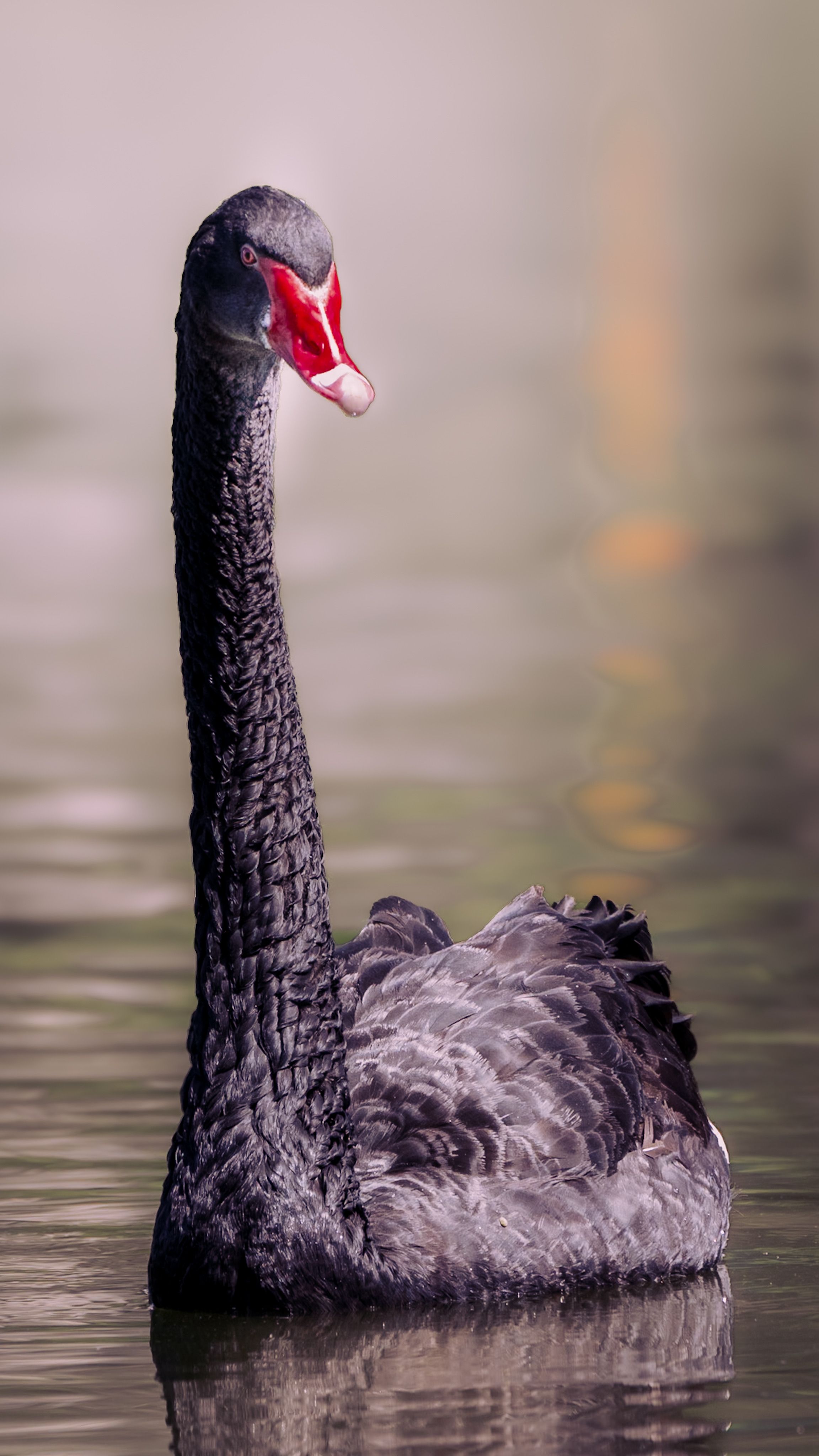 Close-up of a Black Swan Swimming in a Body of Water · Free Stock Photo
