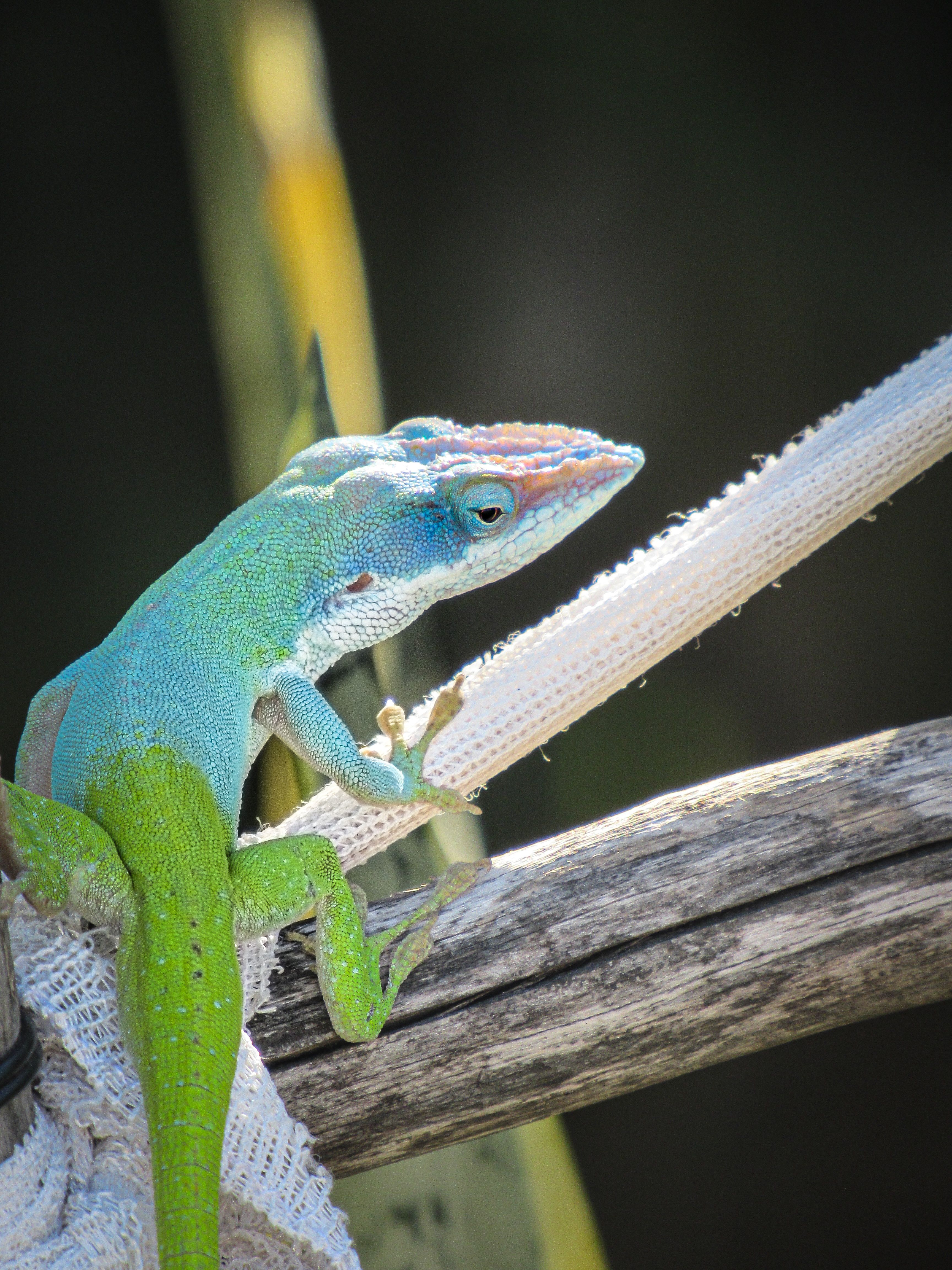 Cuban Blue Anole Lizard · Free Stock Photo