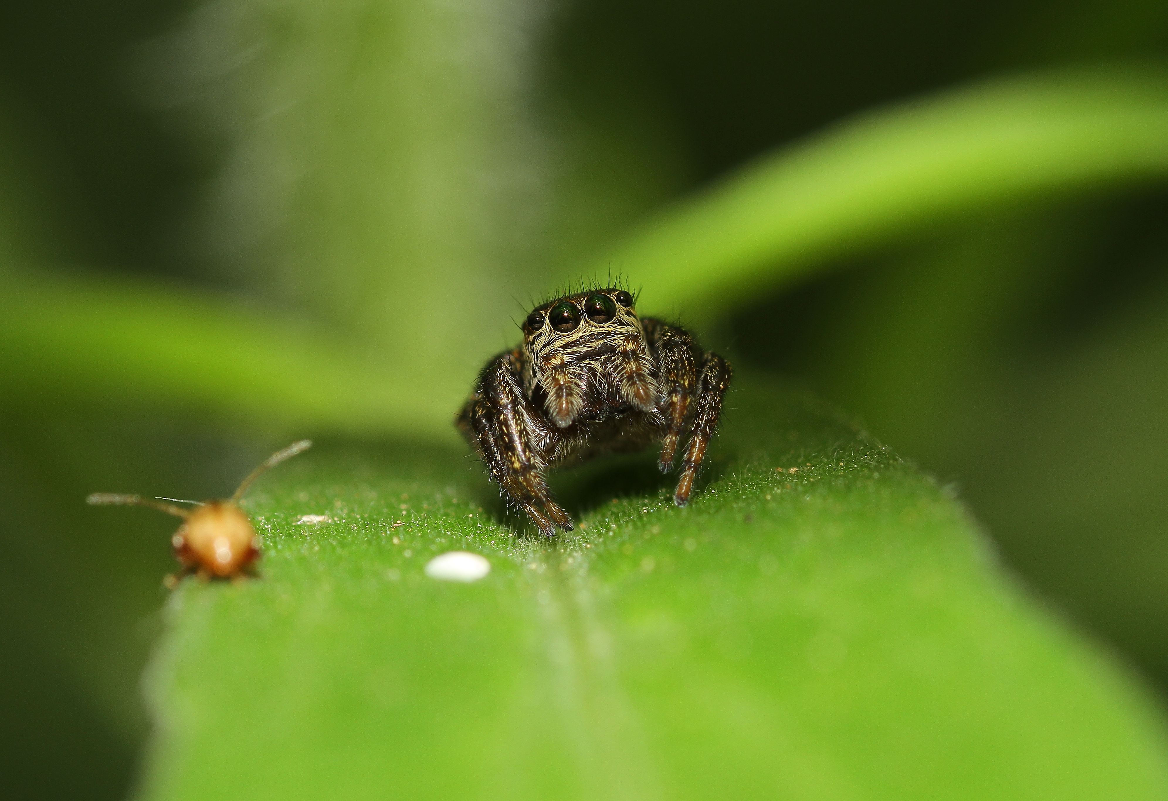 Close-up of a jumping spider on a green leaf in a garden setting, captured outdoors.