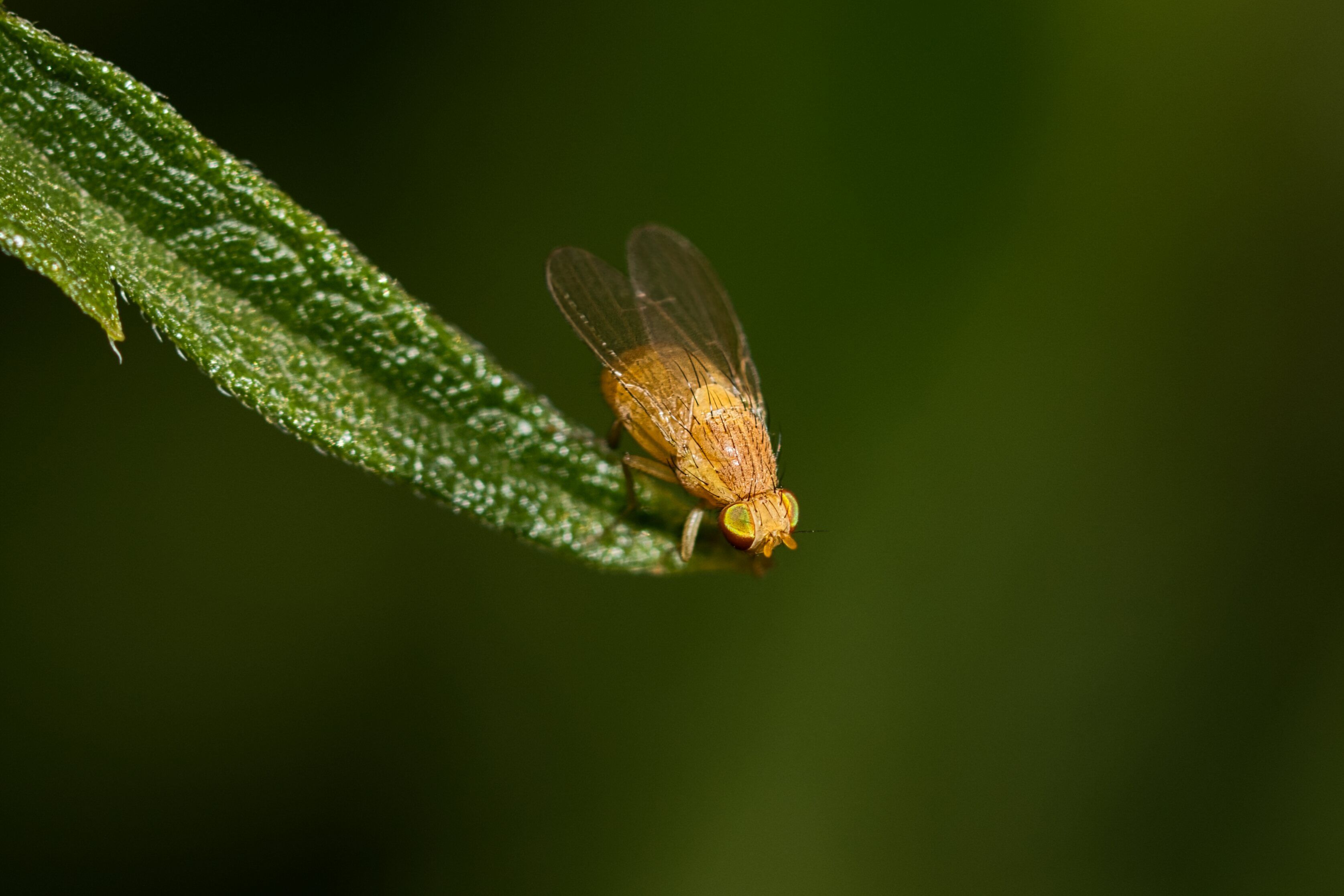 Scientists Map Fruit Fly Brain’s 166,000 Neurons in New Detail