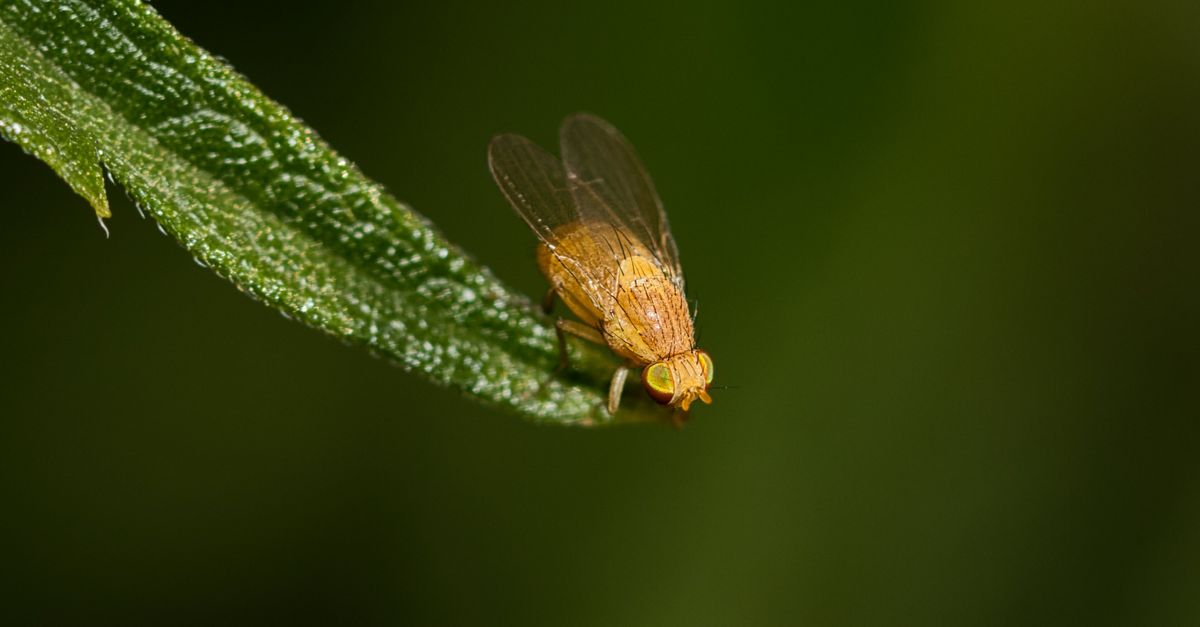 Scientists Map Fruit Fly Brain’s 166,000 Neurons in New Detail