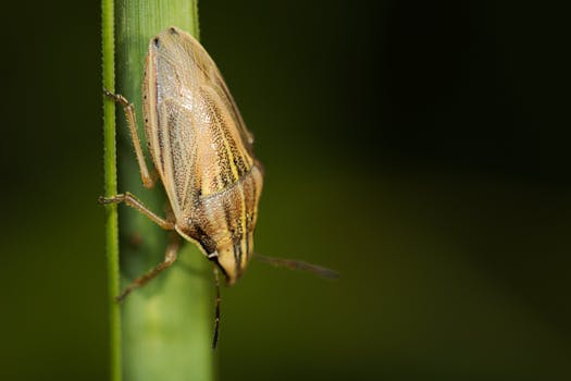 Close-up of a bishop's mitre shield bug clinging to a green stem in a garden setting.