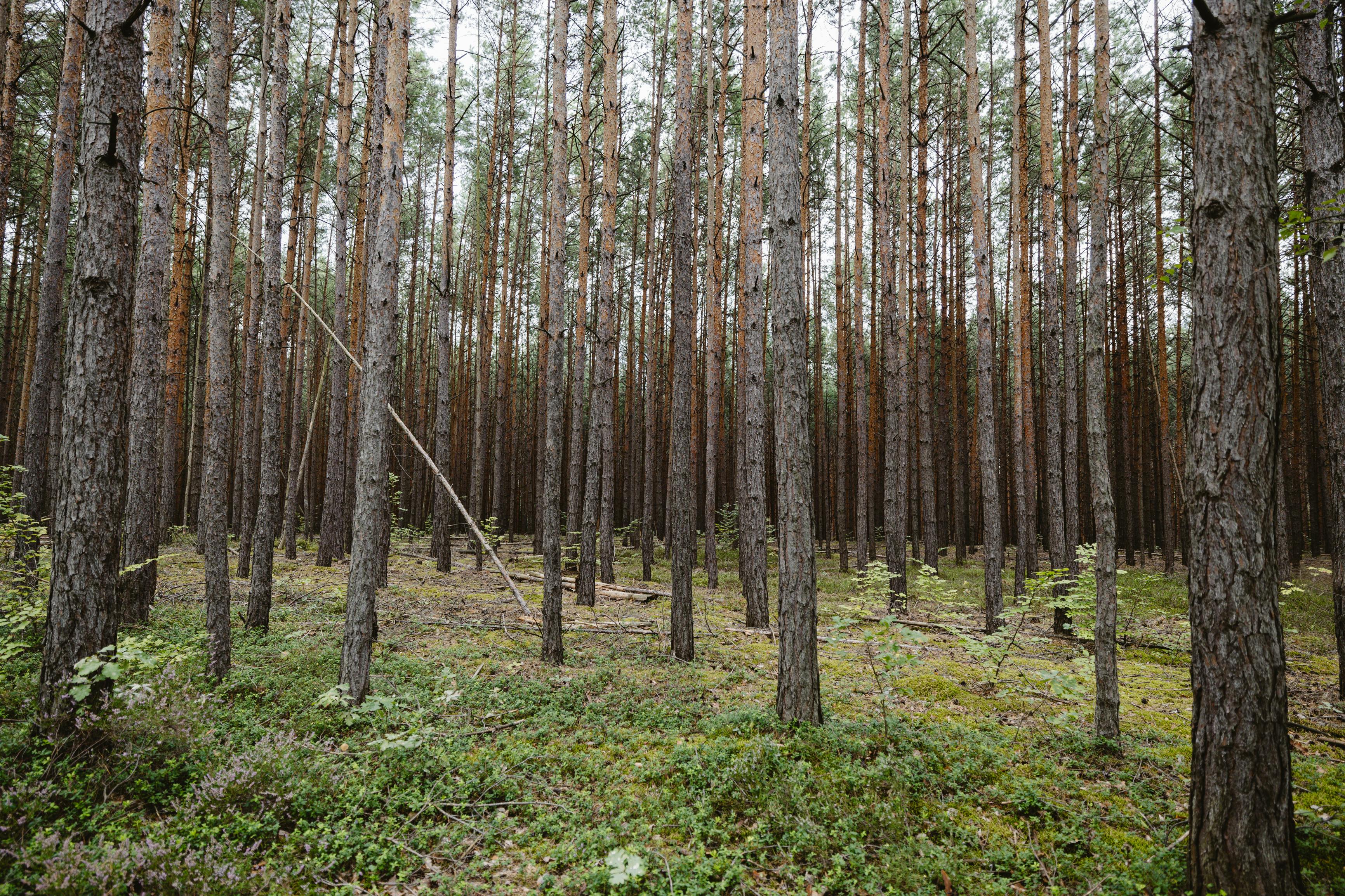 Tall pine trees in a serene forest near Weißwasser, Germany, showcasing natural beauty.