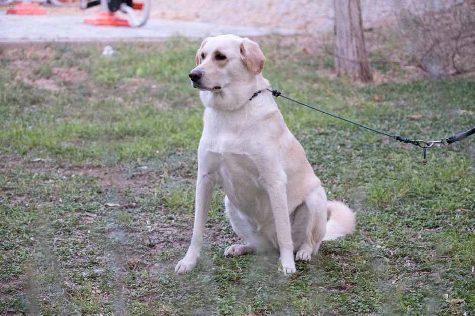 dog daycare the woodlands - A white Labrador Retriever sits on a leash in a grassy park, Bornova, İzmir.