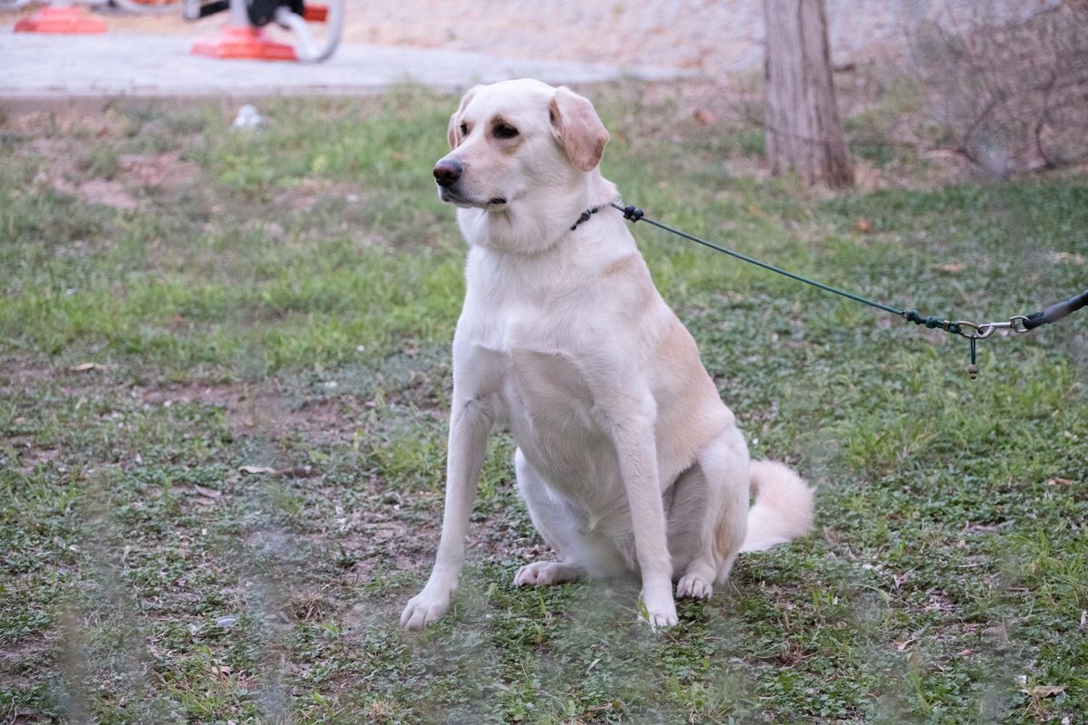 Köpek Saldırısı Sonrası Ne Yapmalı? 2026 Sağlık, Şikâyet ve Tazminat Rehberi