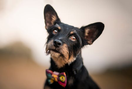 Charming portrait of a small black dog with a colorful bow tie outdoors.