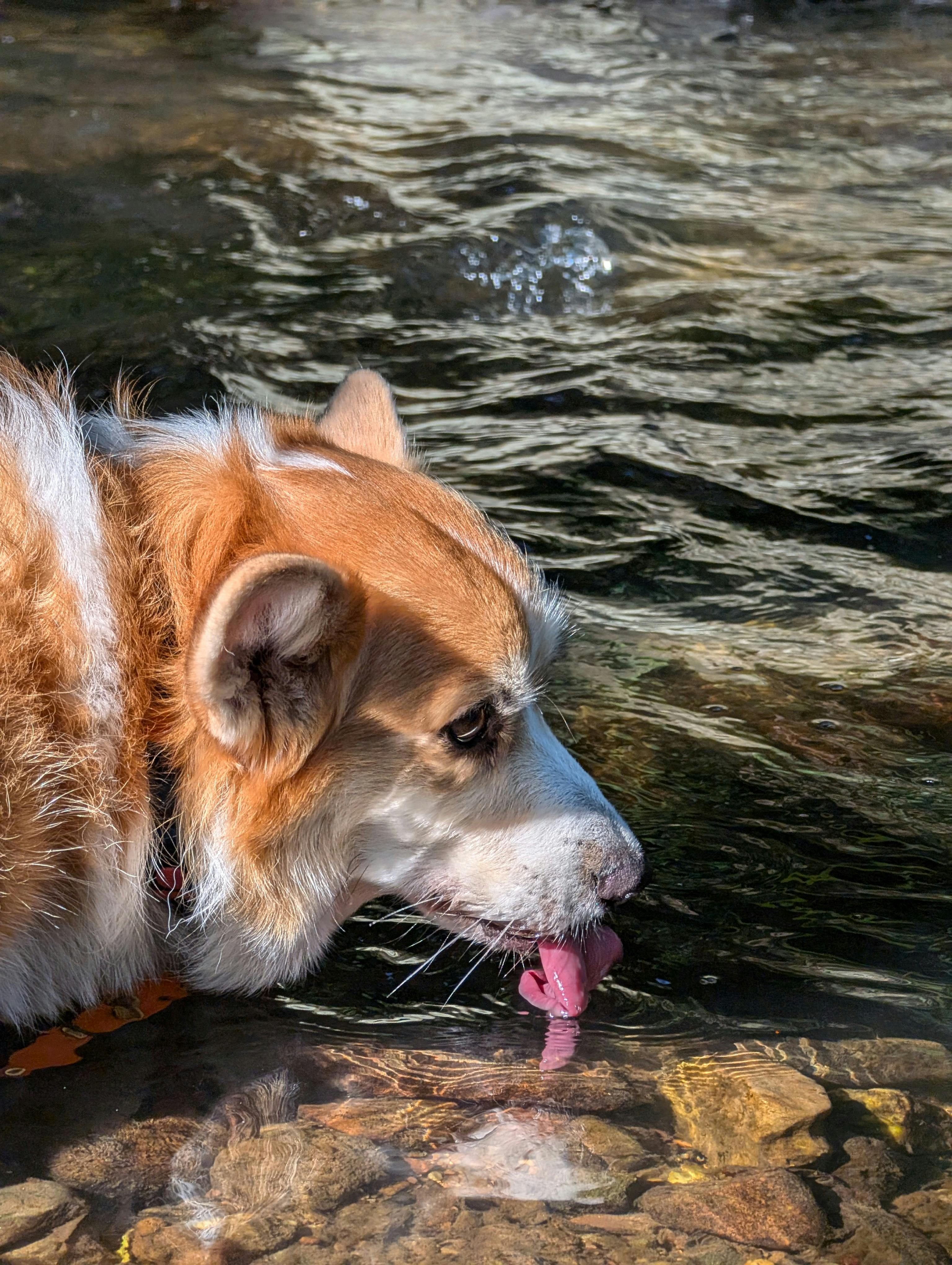 Why Do Dogs Have Wet Noses? Discover The Fascinating Truth! 1 The Science Behind Canine Hydration: Why Do Dogs Have Wet Noses?