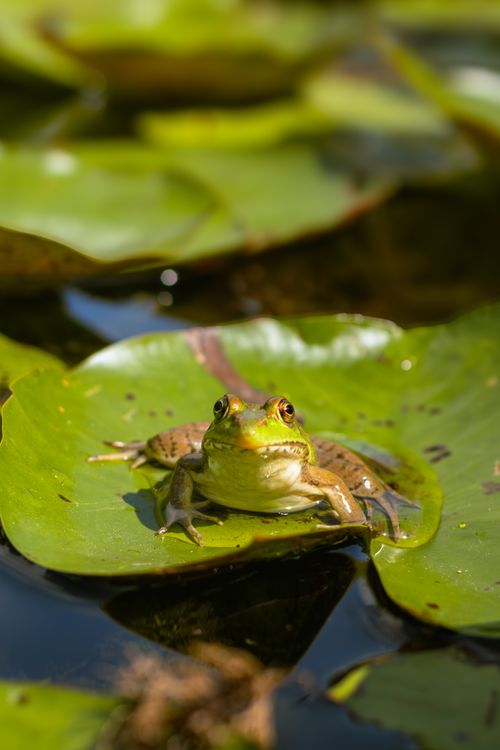 Free A vibrant green frog sits on a lily pad in a tranquil pond in Toronto, showcasing wildlife beauty. Stock Photo