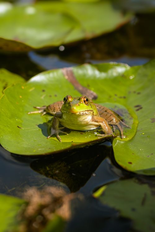 Free A vibrant green frog resting on a lily pad in a sunlit pond, showcasing nature's beauty. Stock Photo