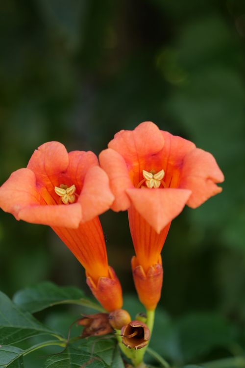 Free Close-up of vibrant orange trumpet-shaped flowers in an outdoor Nagoya garden. Stock Photo