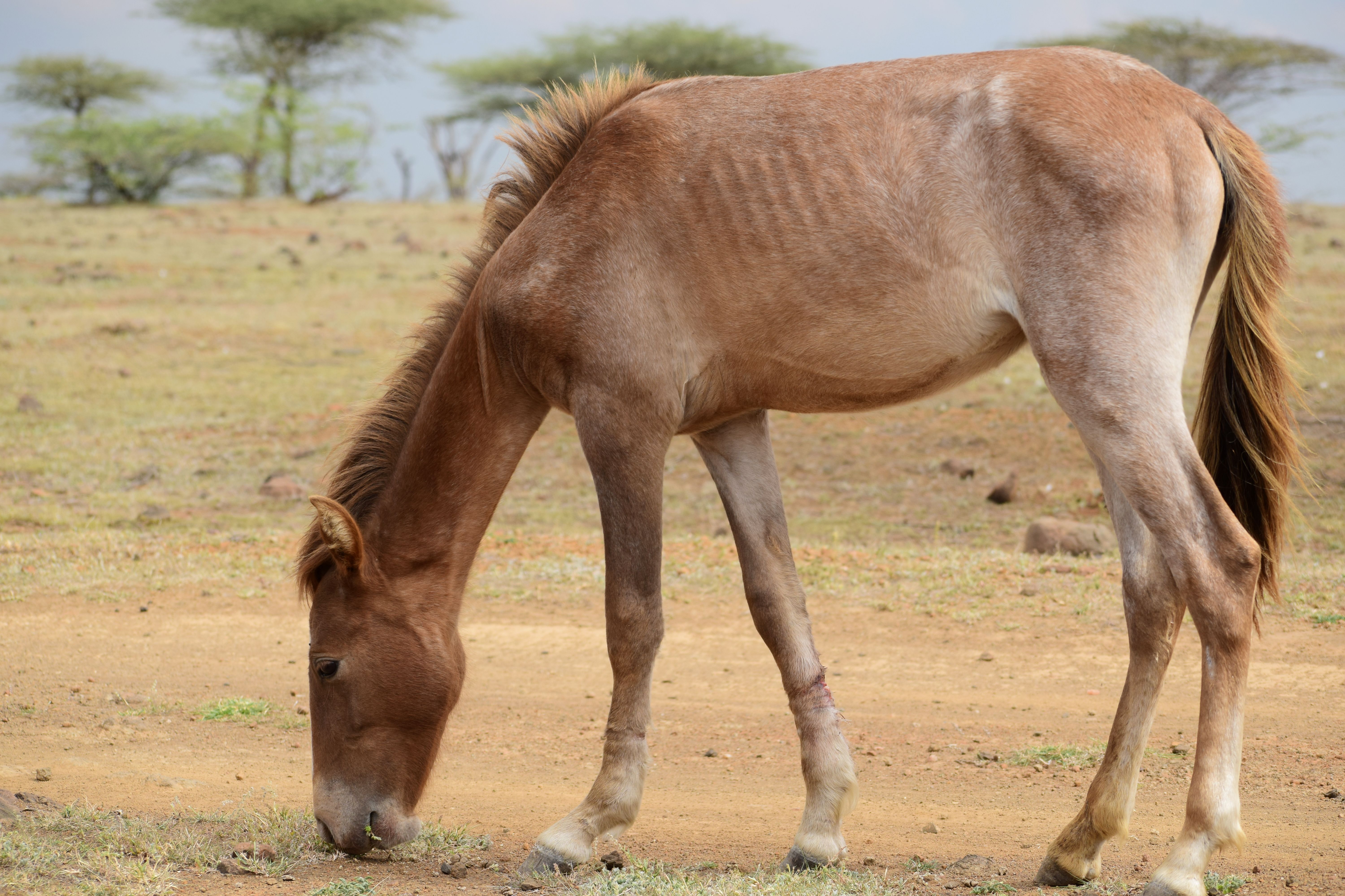A horse is grazing on the ground, Eritrea