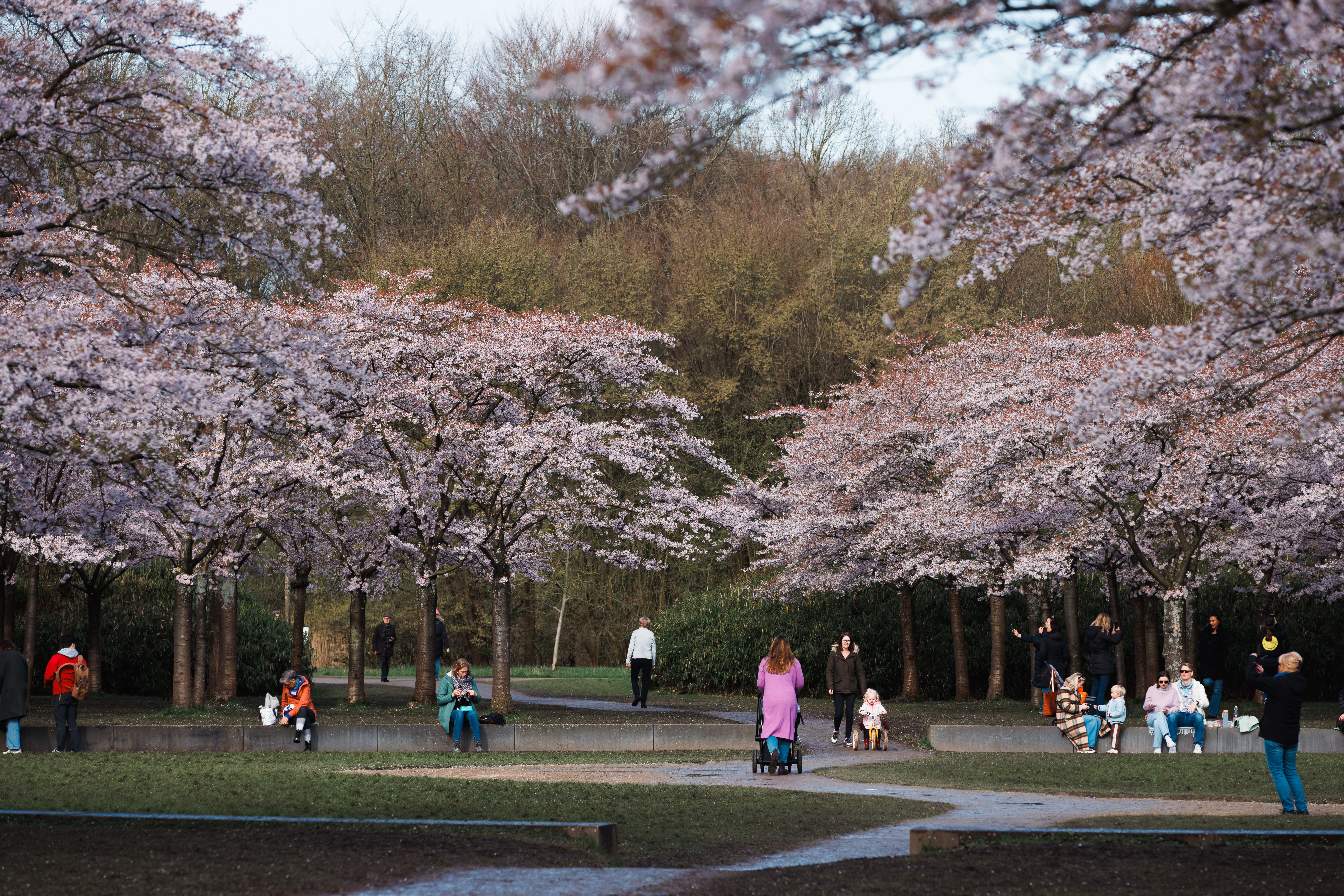 Amsterdamse Bos (Amsterdam Forest)
