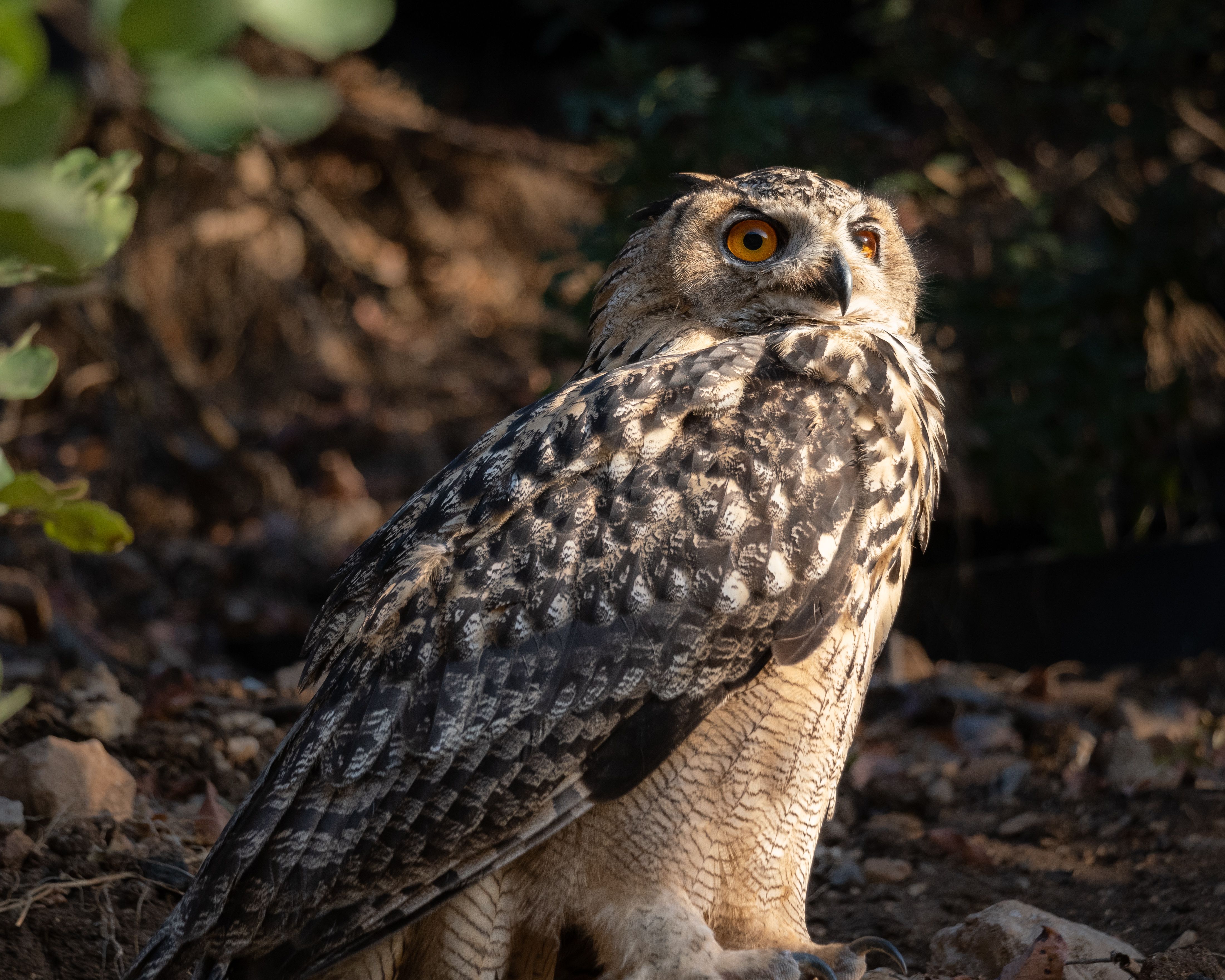 Owl in a Forest · Free Stock Photo