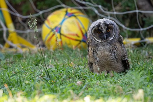 Long-eared Owlet playing Soccer