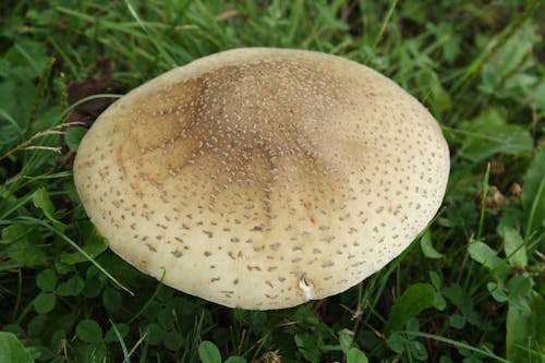 Free stock photo of amazing shape, giant mushroom, nice mushroom Stock Photo