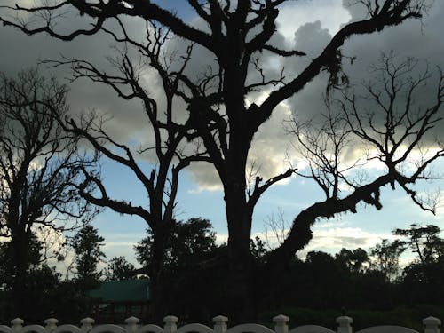 Free stock photo of beautiful plant, black tree, horrified