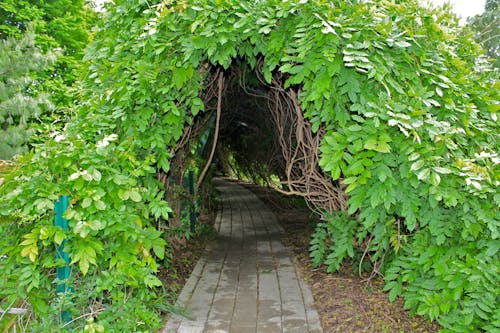 Free stock photo of cave, close loop, flower garden