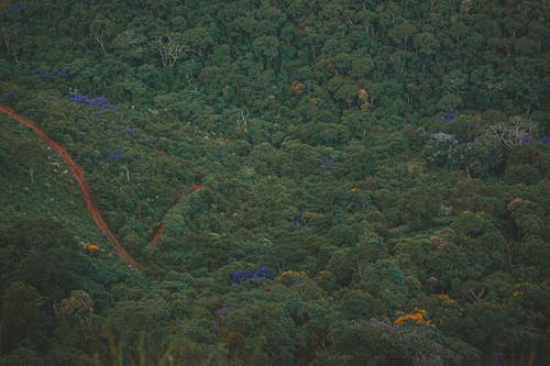 Ağaçların Havadan Fotoğrafı