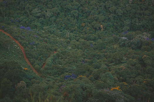 A breathtaking aerial view of a vast, lush tropical forest showcasing diverse greenery.