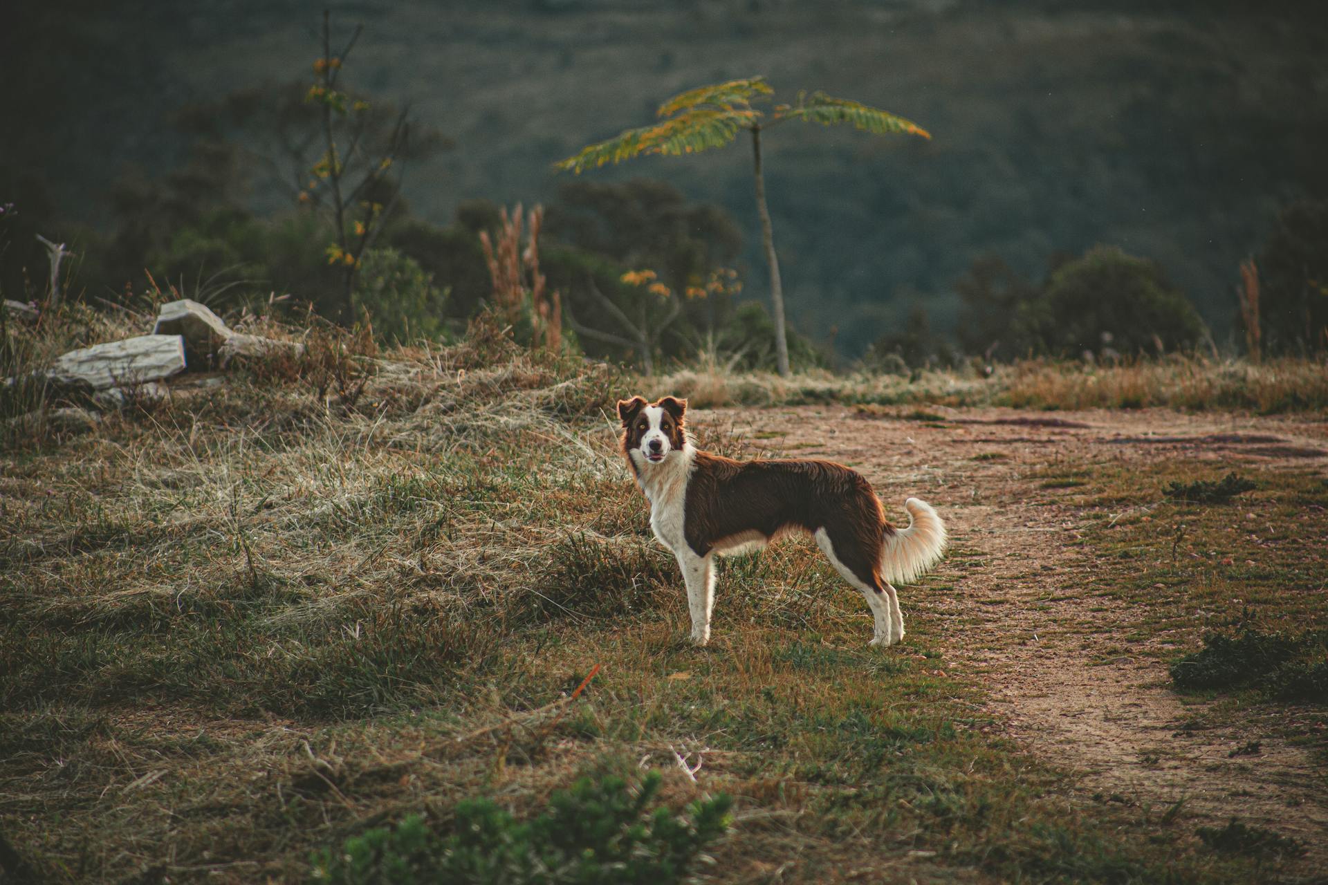 Brown and White Border Collie on the Field