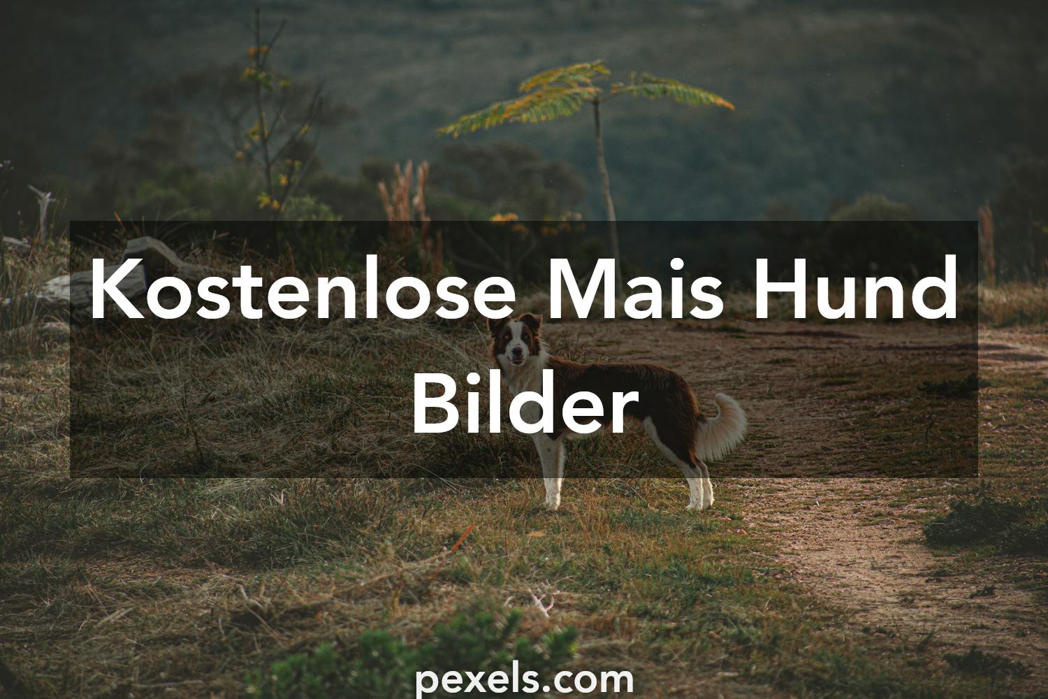 Mais Hund Fotos · Pexels · Kostenlose Stock Fotos